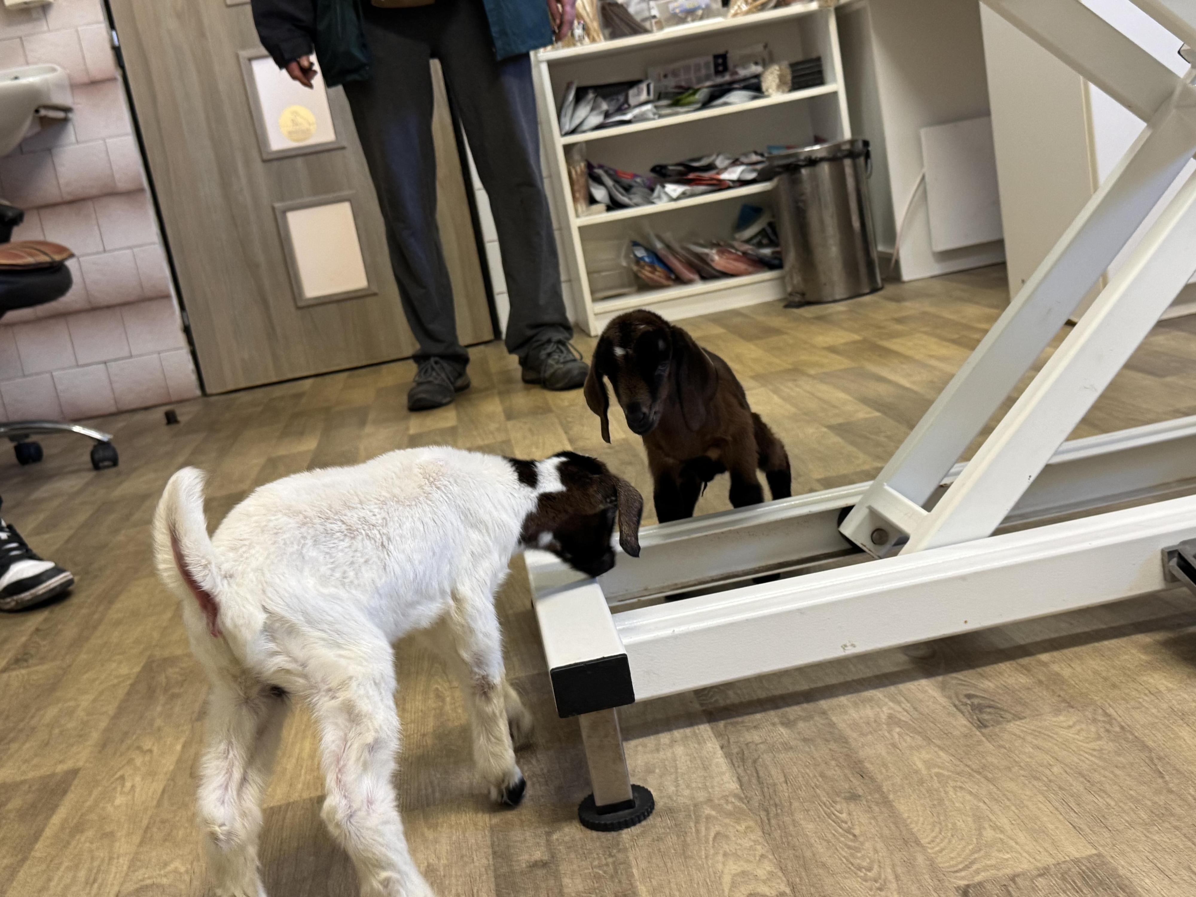 Veterinární ordinace Pod Mostnou horou foto 4