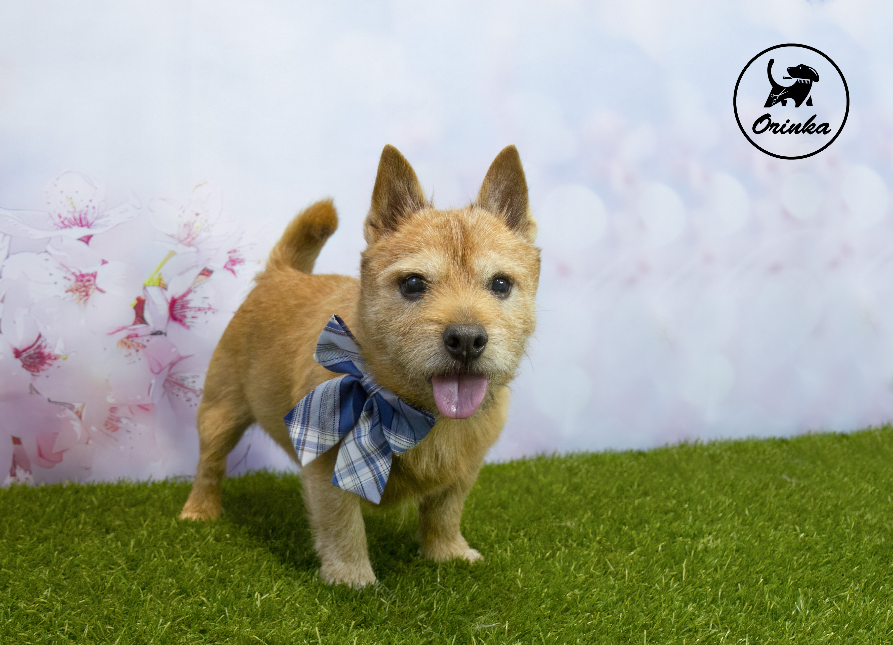 Orinka, psí salón foto 3