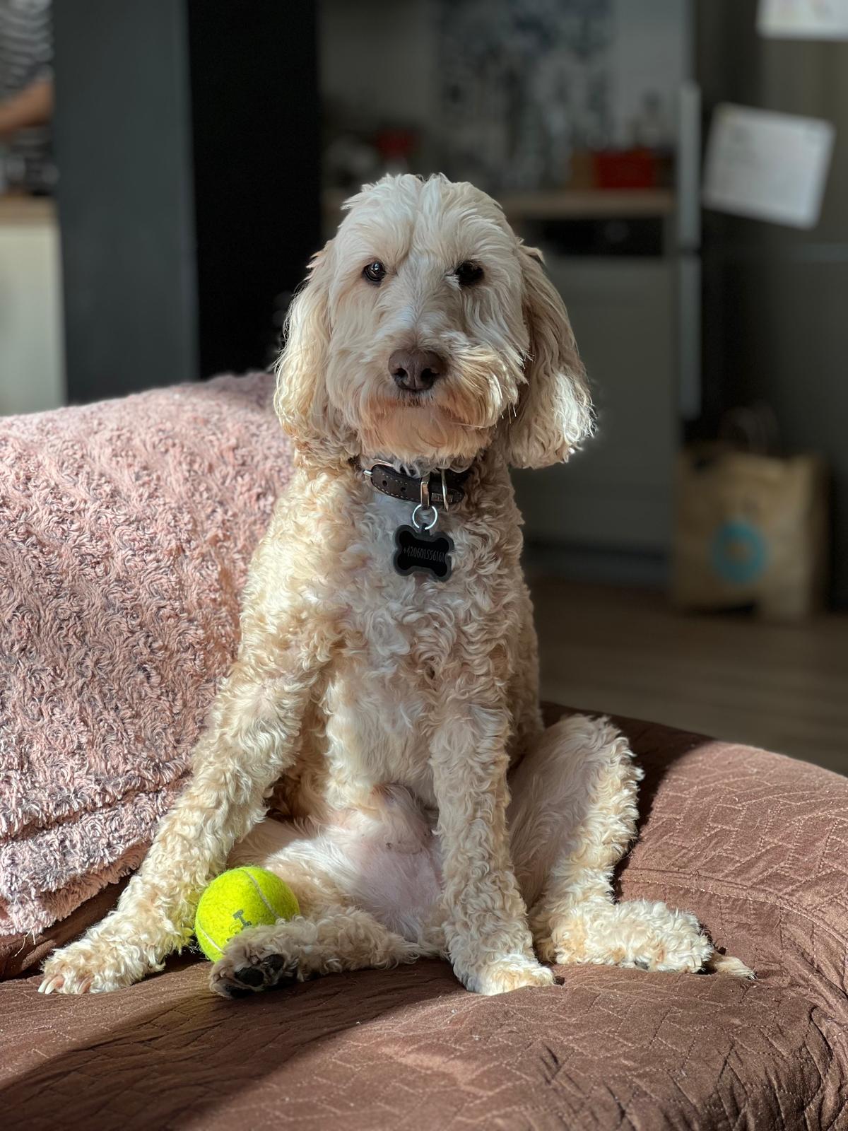 PETS PRO foto 2