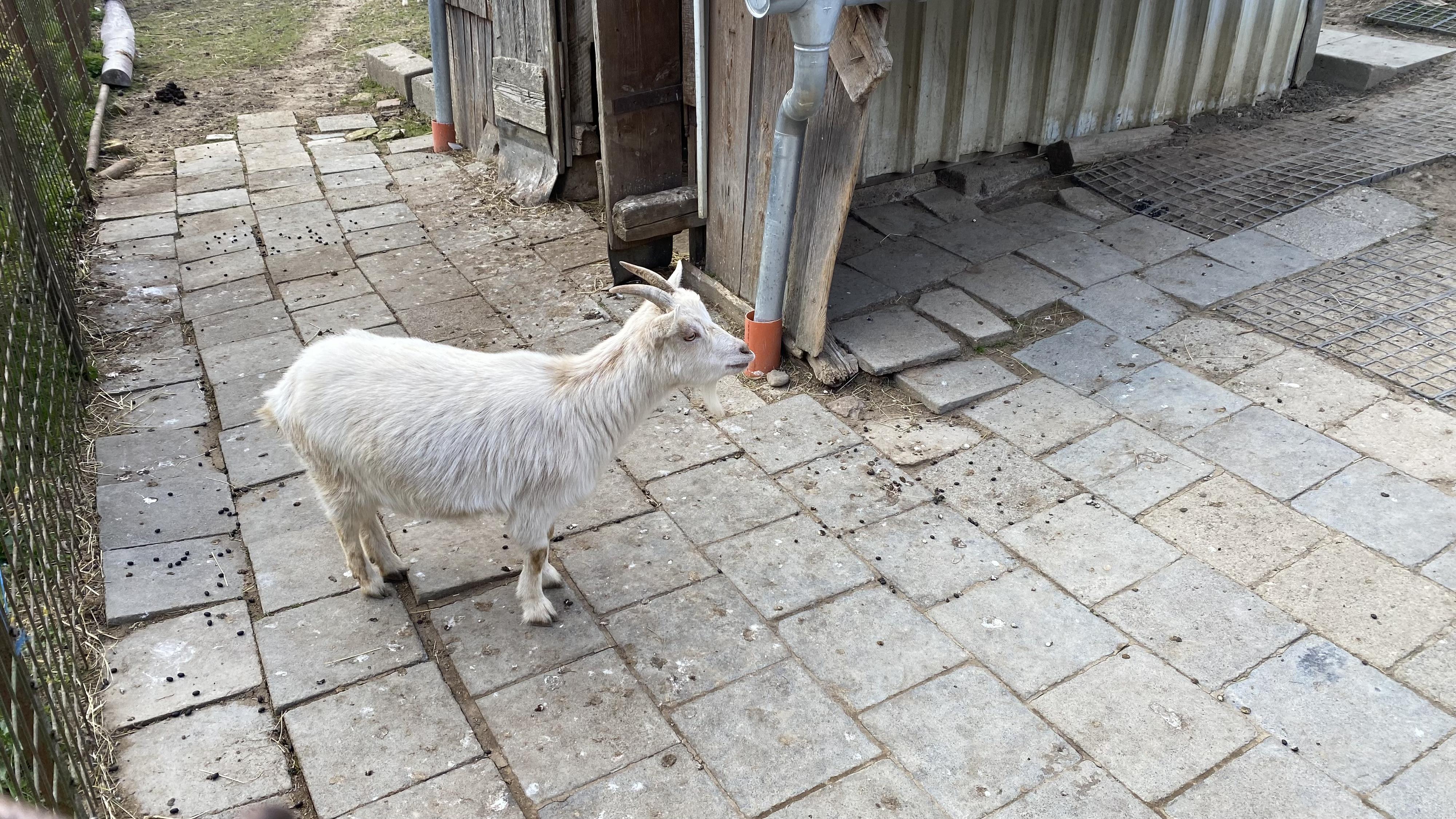 Fauna park foto 6