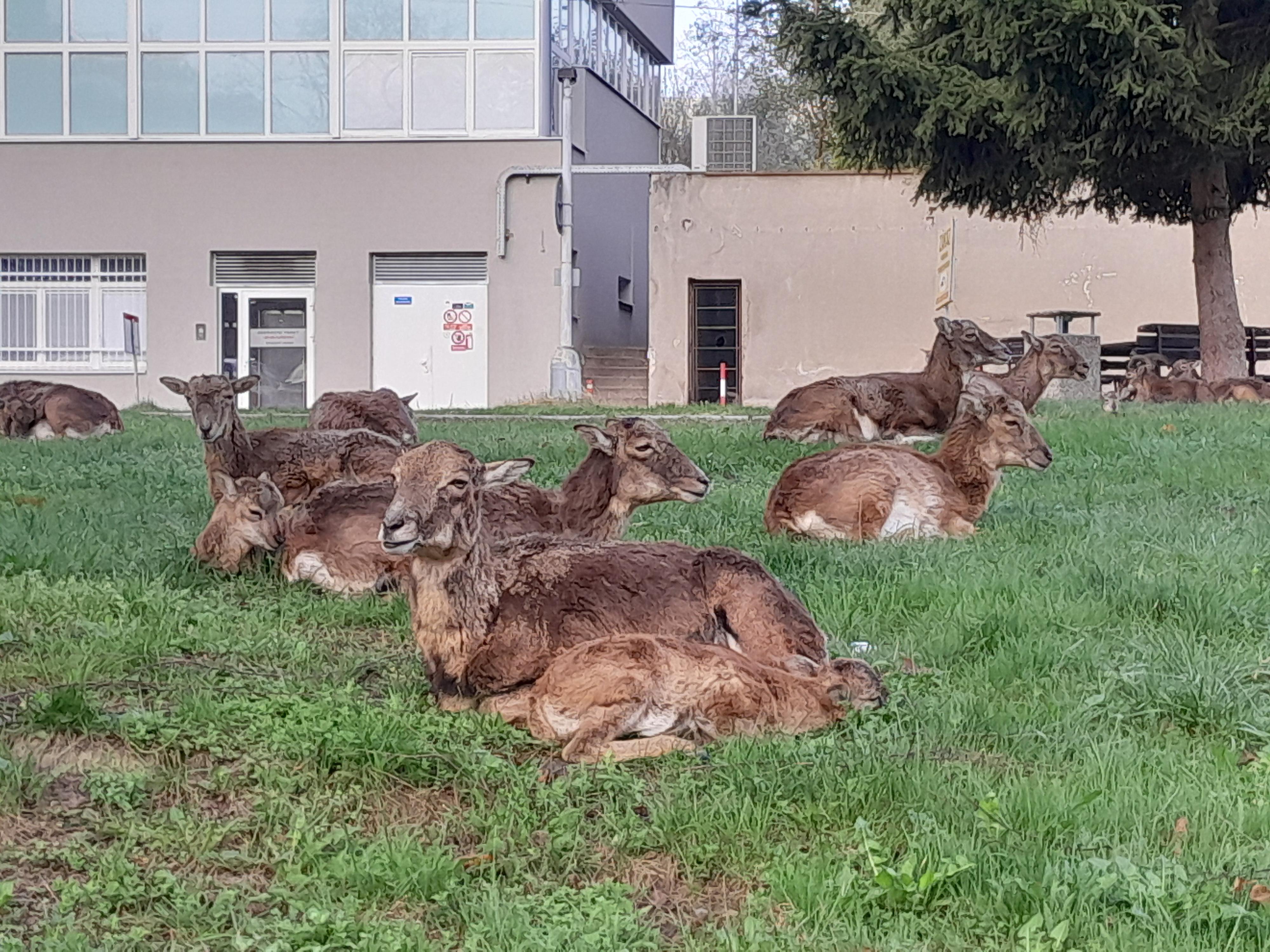 Institut Klinické a Experimentální medicíny - Ústavní lékárna foto 6
