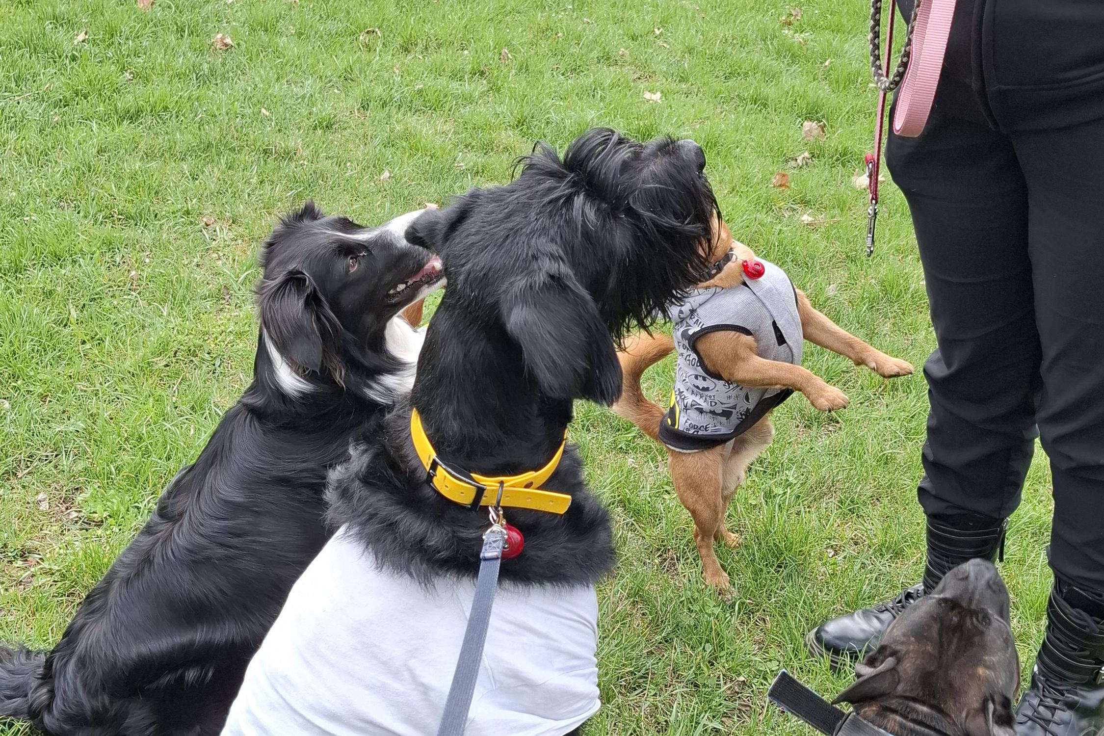 Psí školka Ceza´s sofa