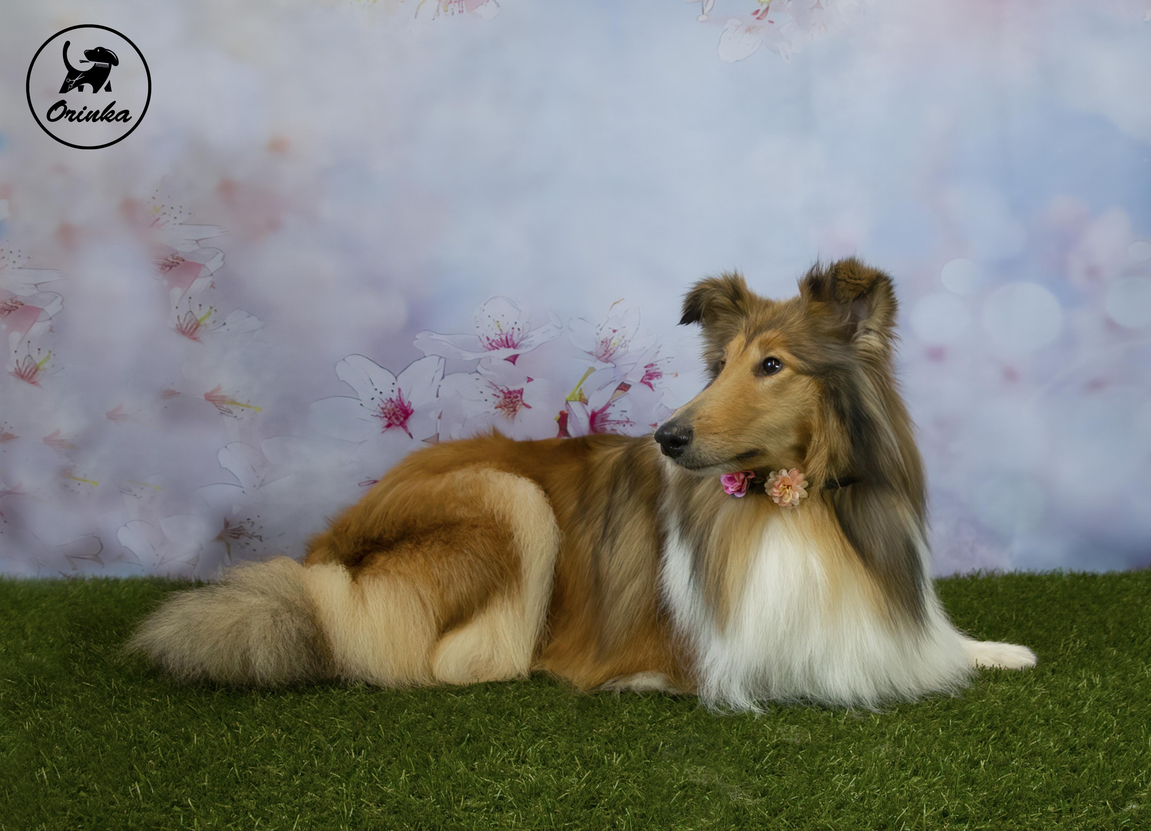 Orinka, psí salón foto 2