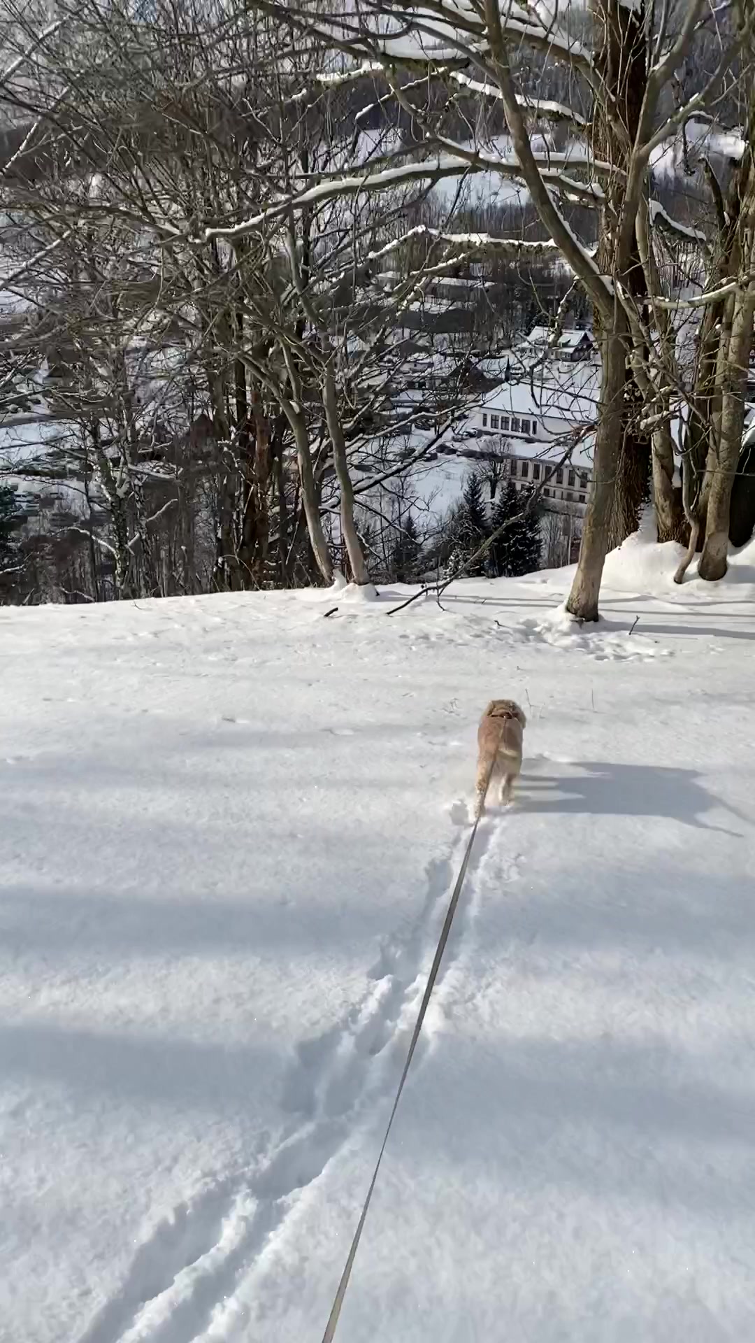 PETS PRO foto 2 (náhled videa)