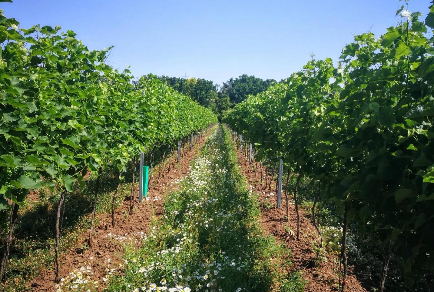 Vinařství rodiny Pipalovy foto 1