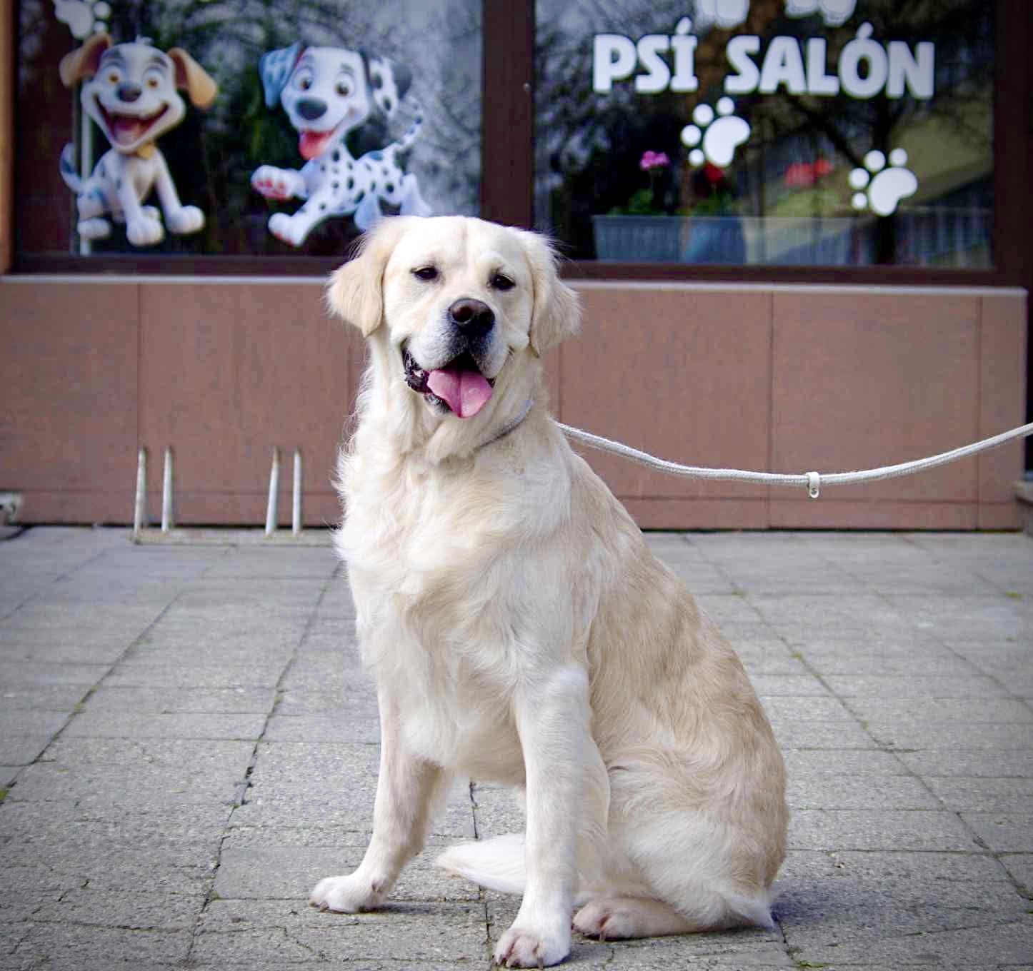 Psí Salón - Stay Pawsitive foto 2