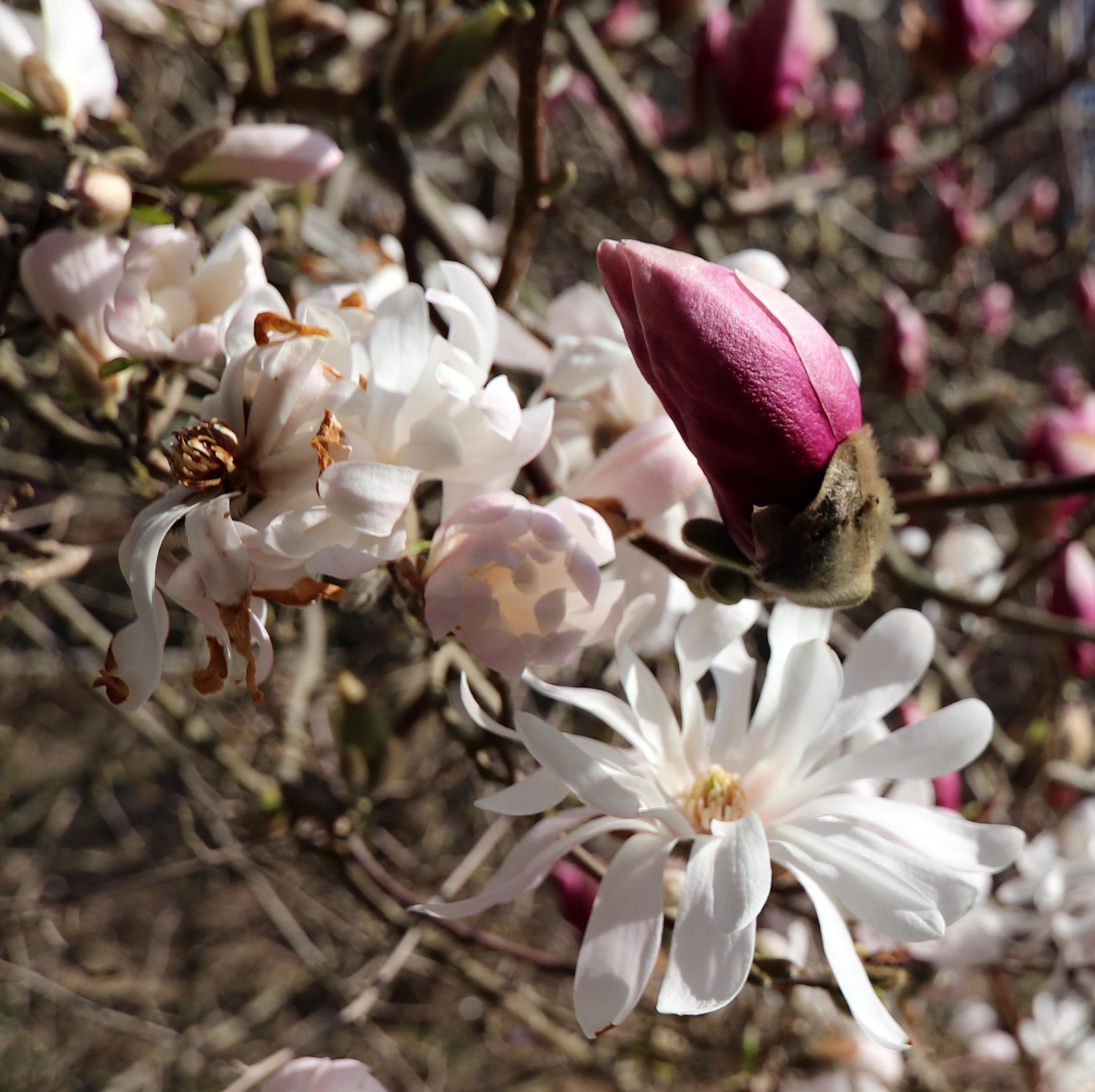 Arboretum Šmelcovna foto 3
