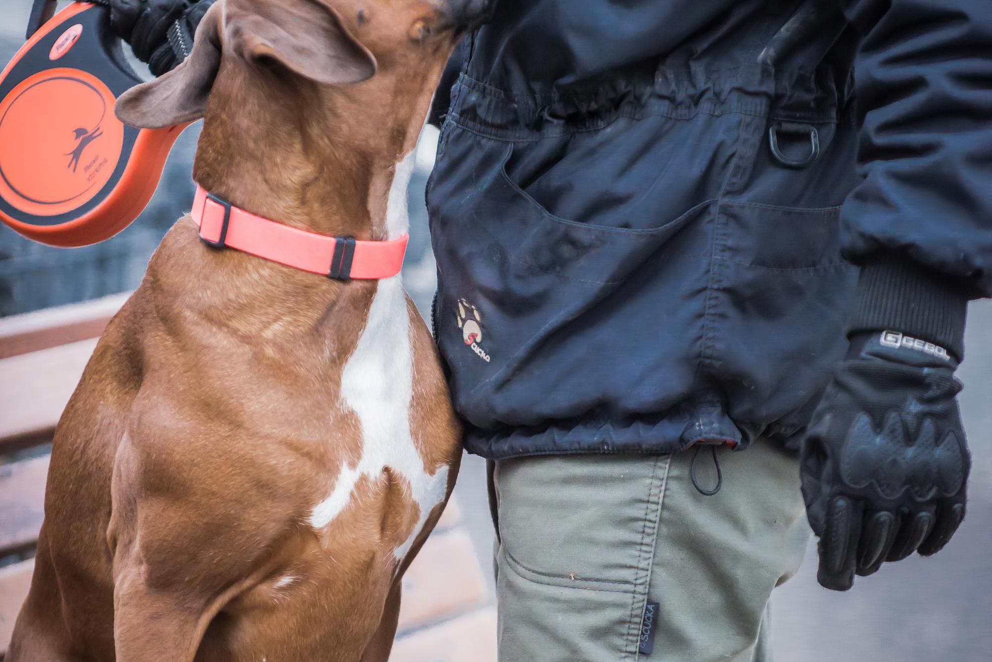 Výcvik psů - Adamec Luboš