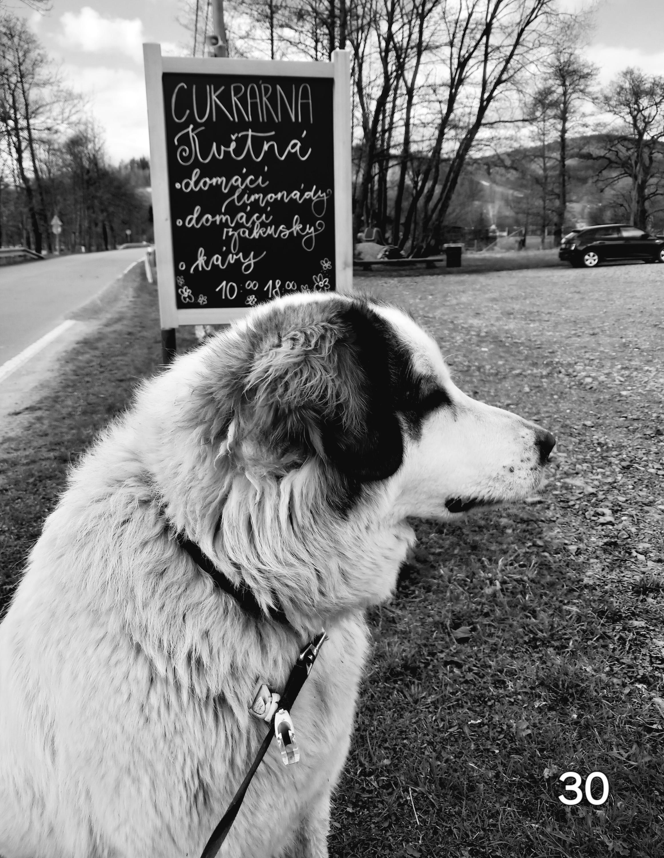 Cukrárna Květná - KREMO s.r.o. foto 6