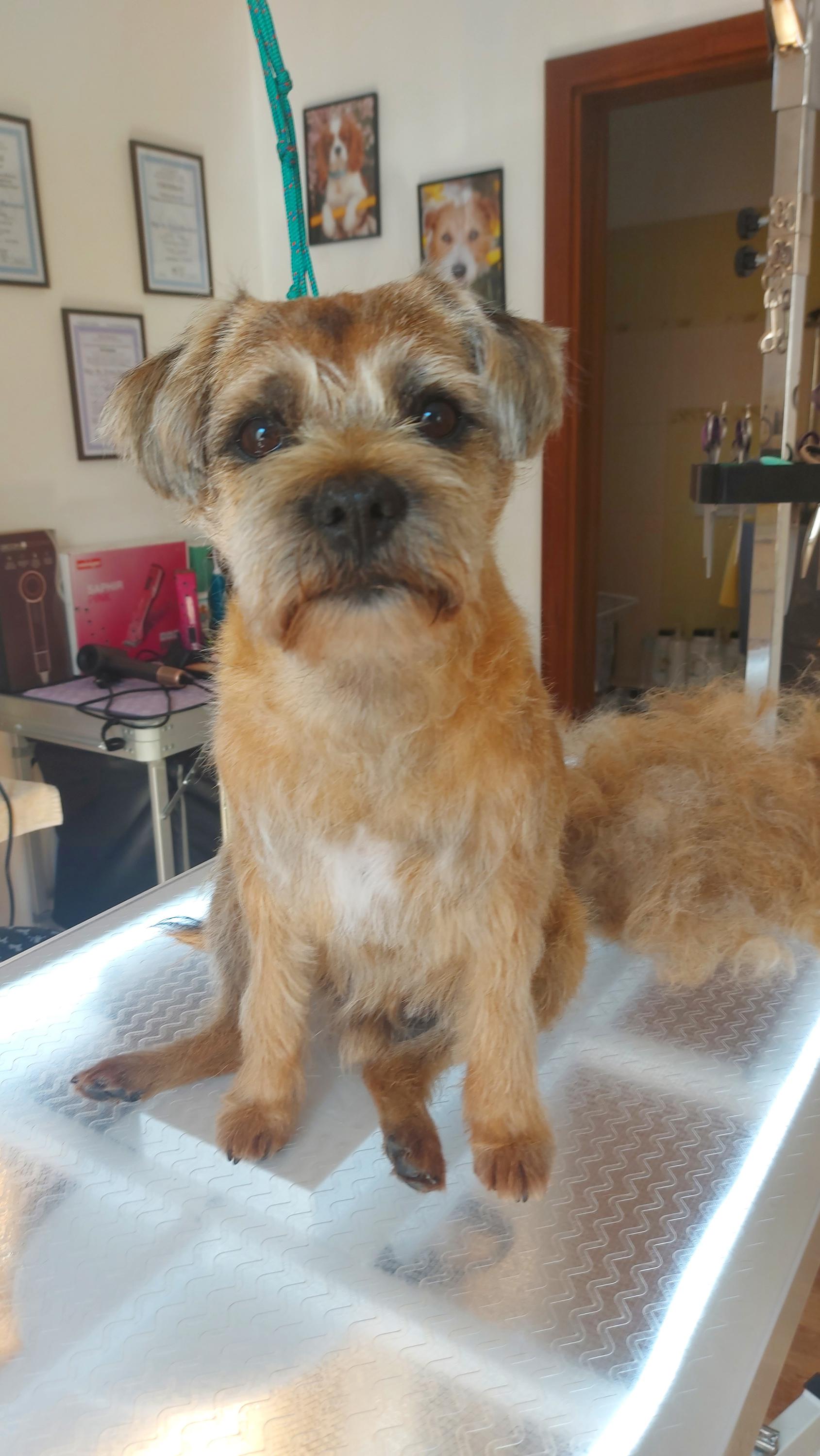 Psí salon na Svatém Kopečku foto 3