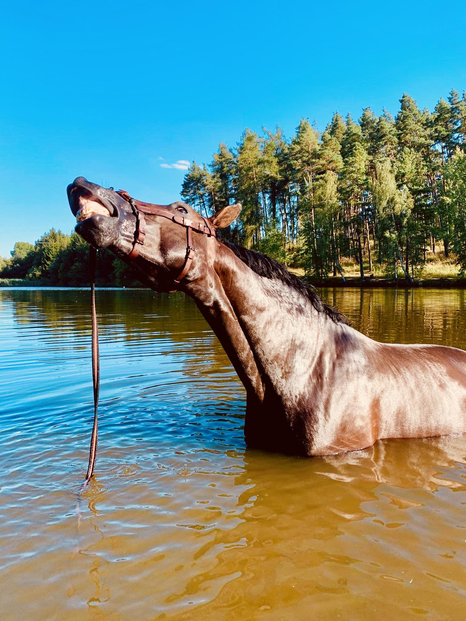 Minifarma Kojatín foto 6