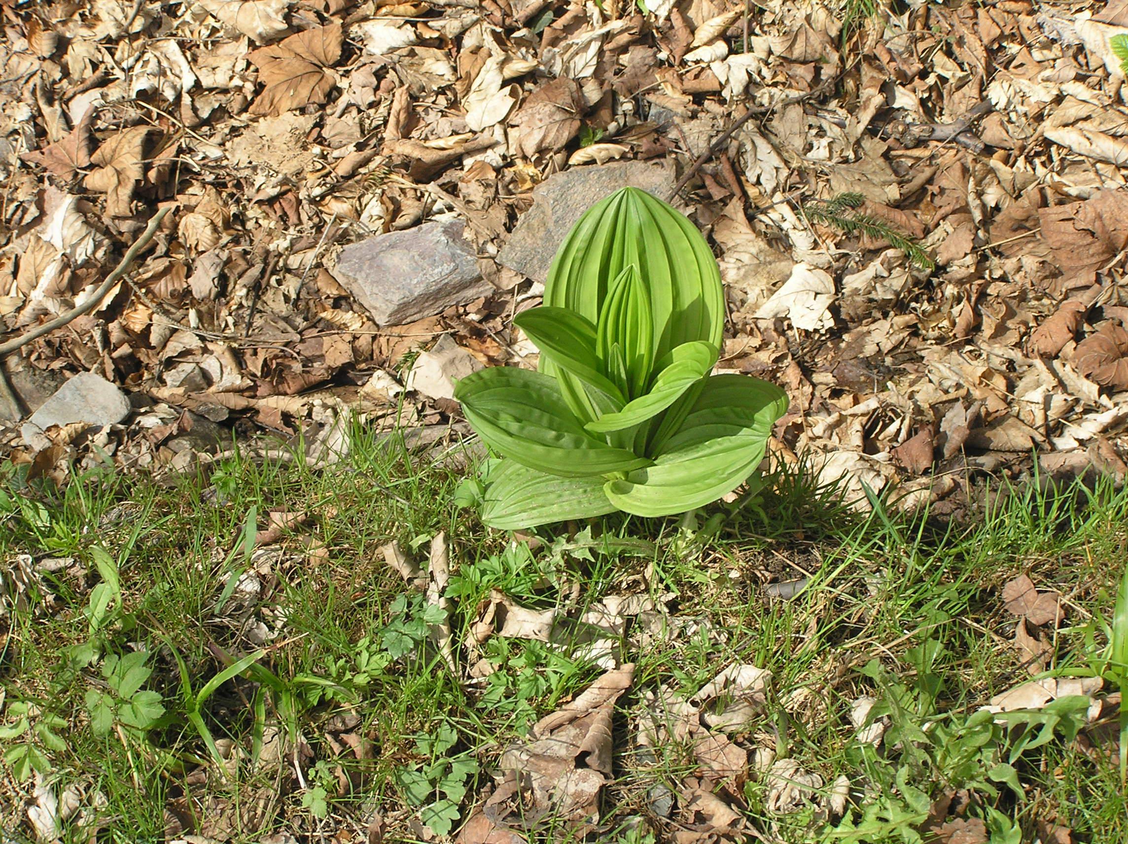 Horská bouda Čihalka - chata foto 4