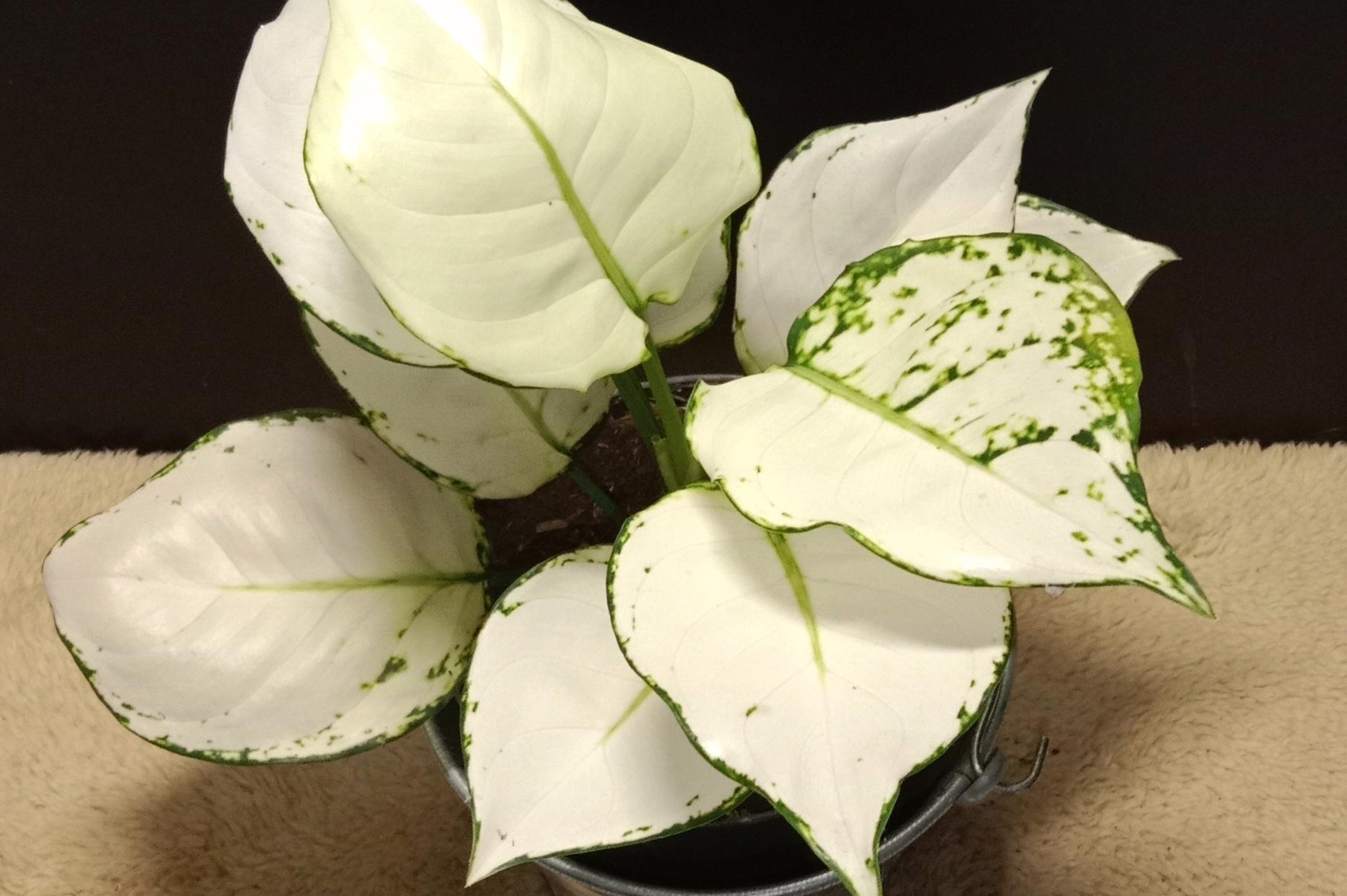 Pokojovkyzeseveru.cz