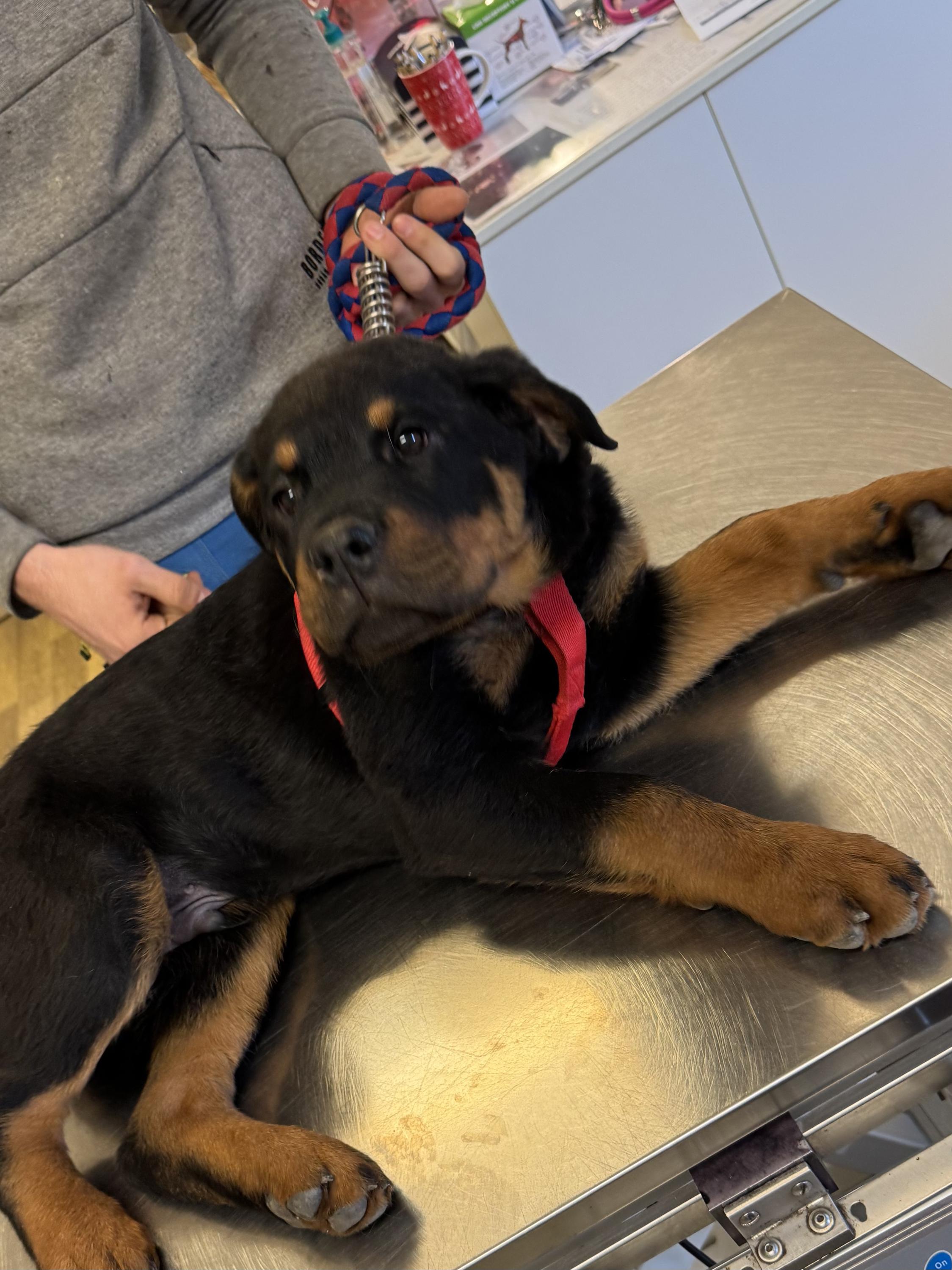 Veterinární ordinace Pod Mostnou horou foto 5