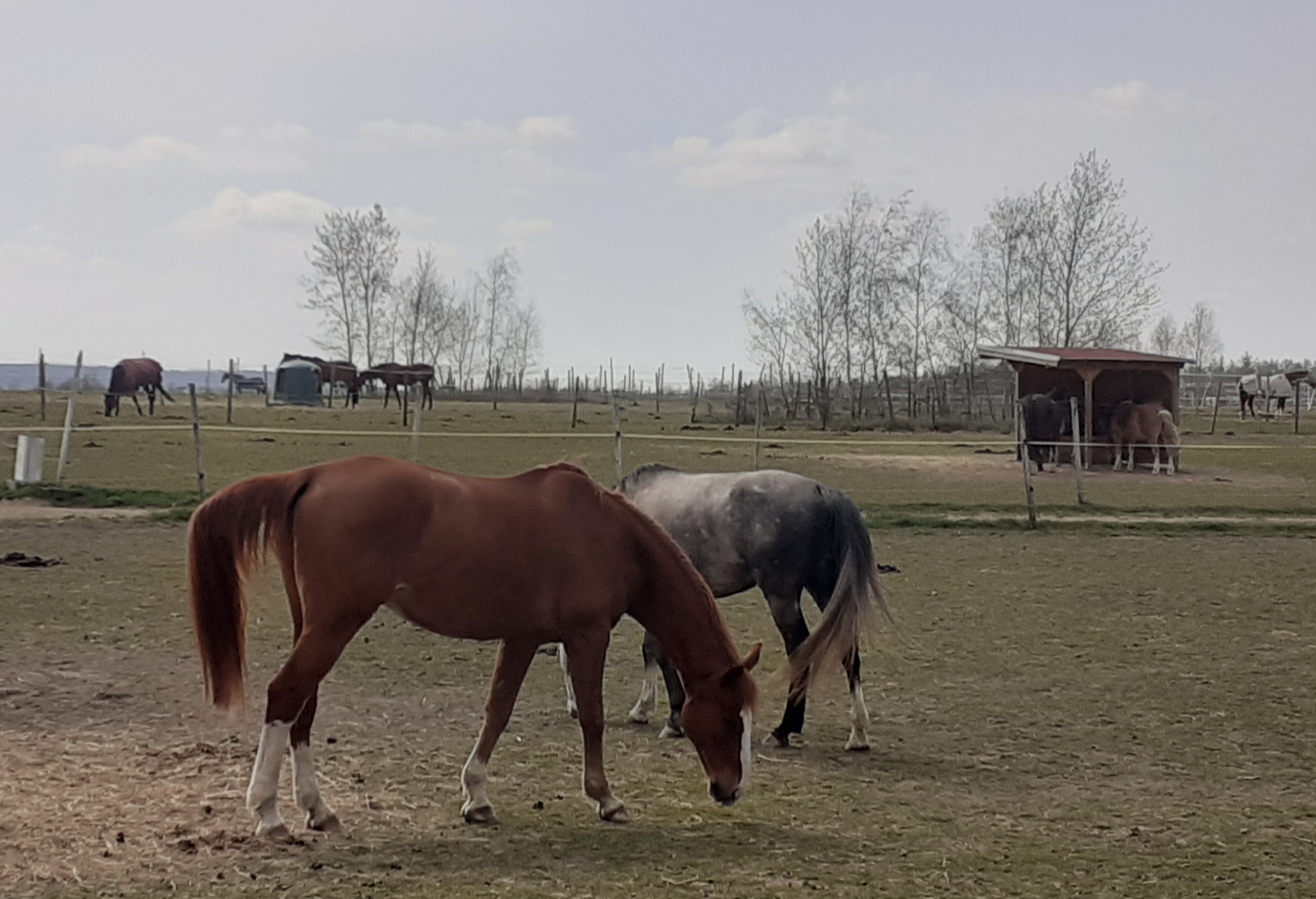Jezdecký Areál Trnová foto 6