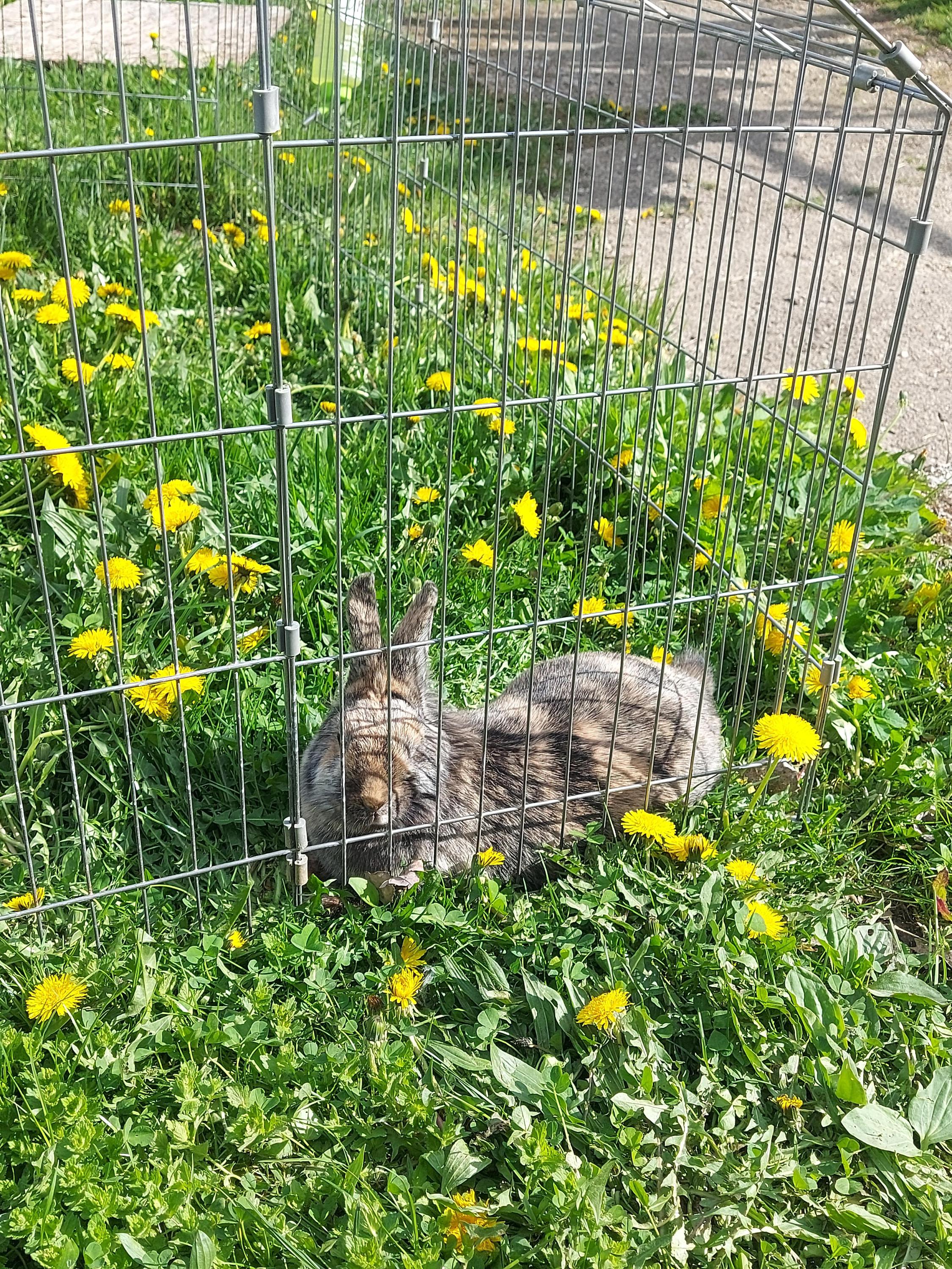 EKO farma Hrádek - prodej vajec foto 3