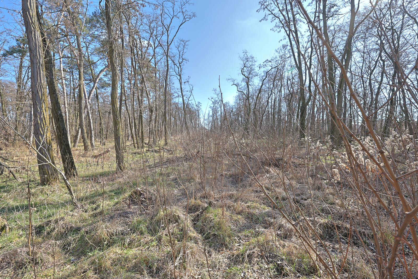 Prodej lesa, Dubňany