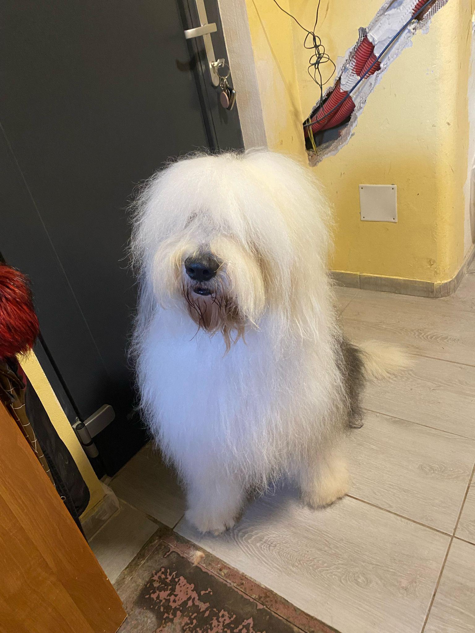 Psí Salon Morgen foto 5