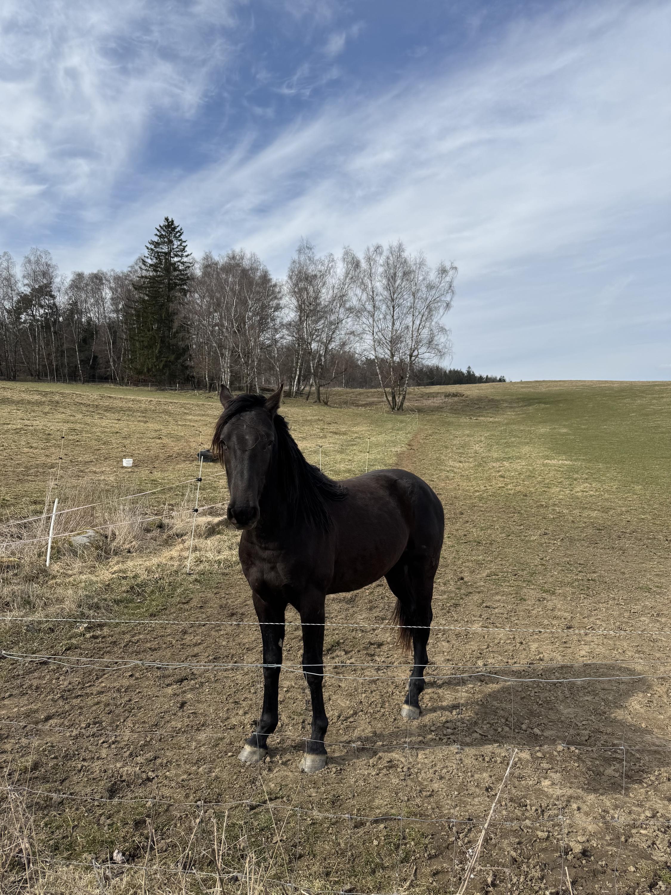 STATEK HORNÍ DVORCE, s.r.o. foto 2