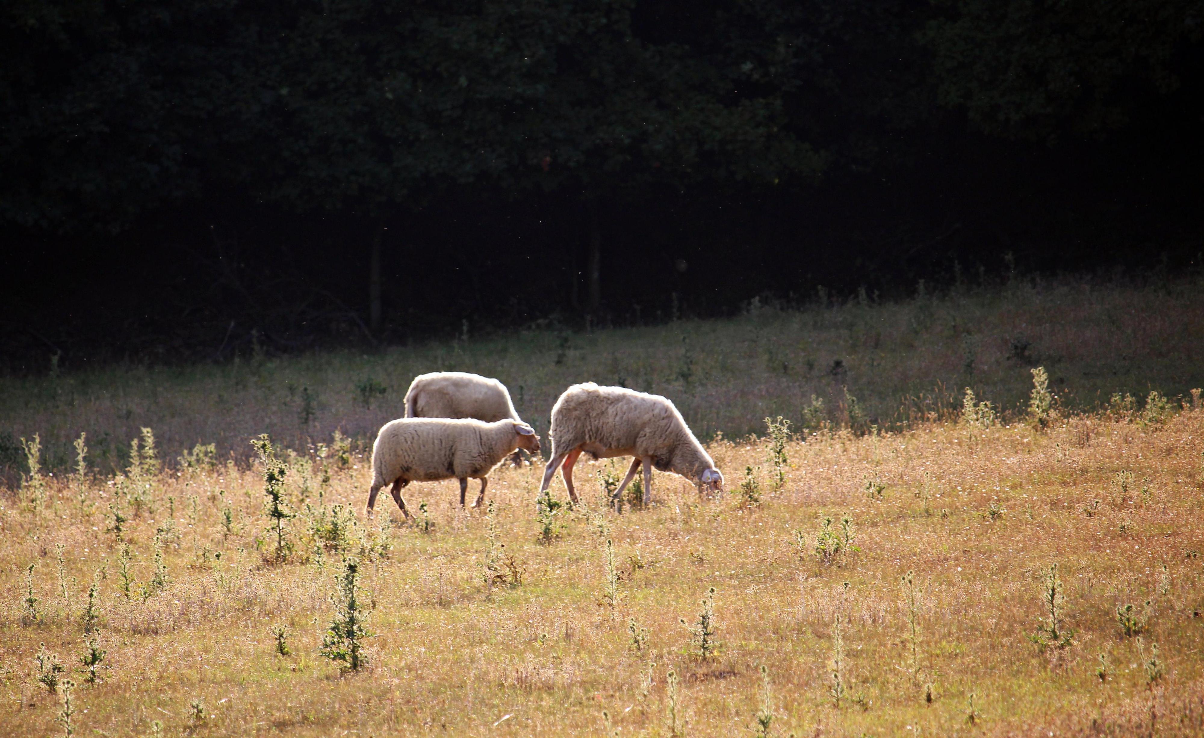 Farma Ovčí Terasy - Karavanová stání