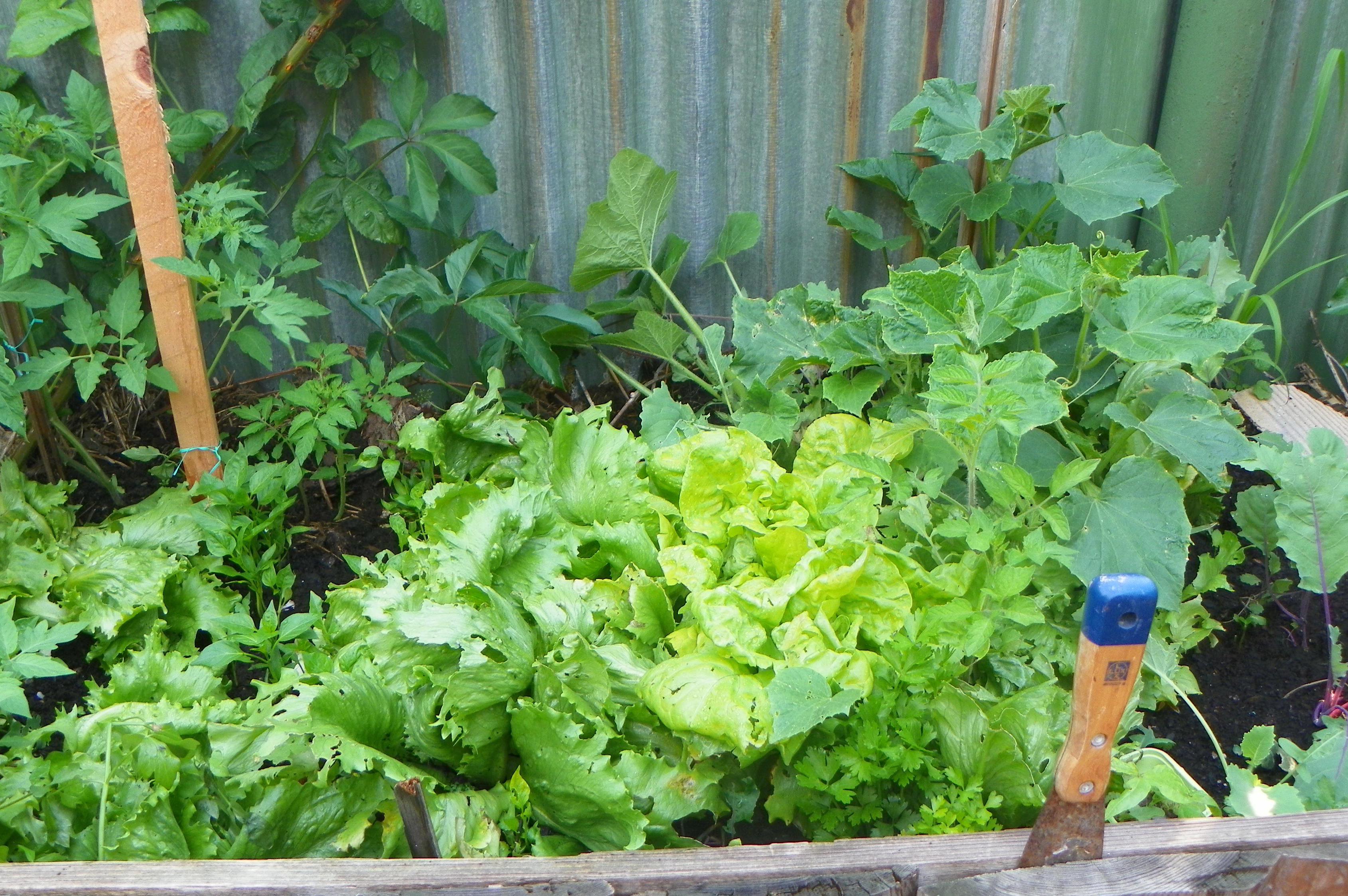 Permakulturní zahrada u Bouzova