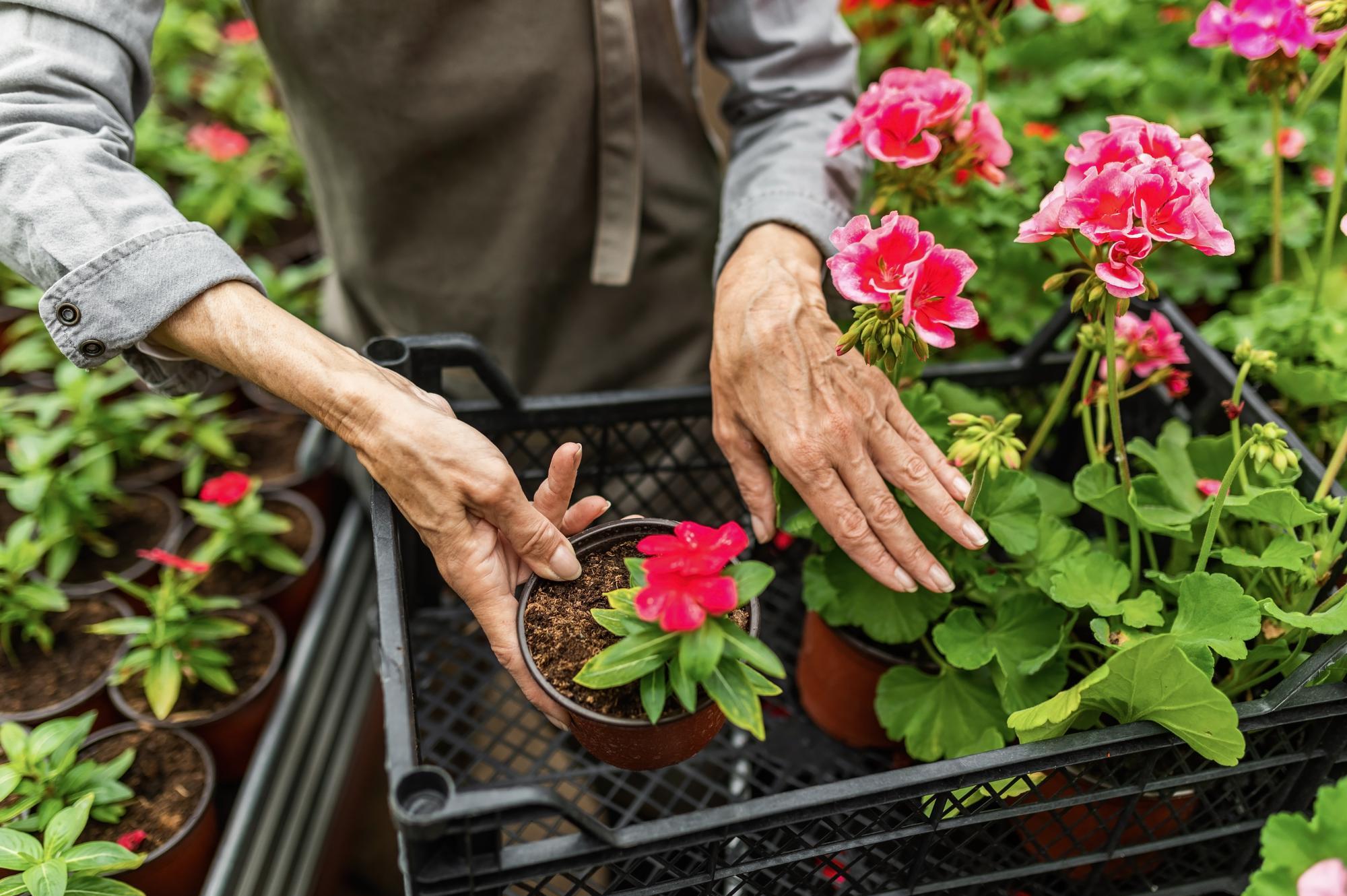 Zahradnictví Doubravka, s.r.o.