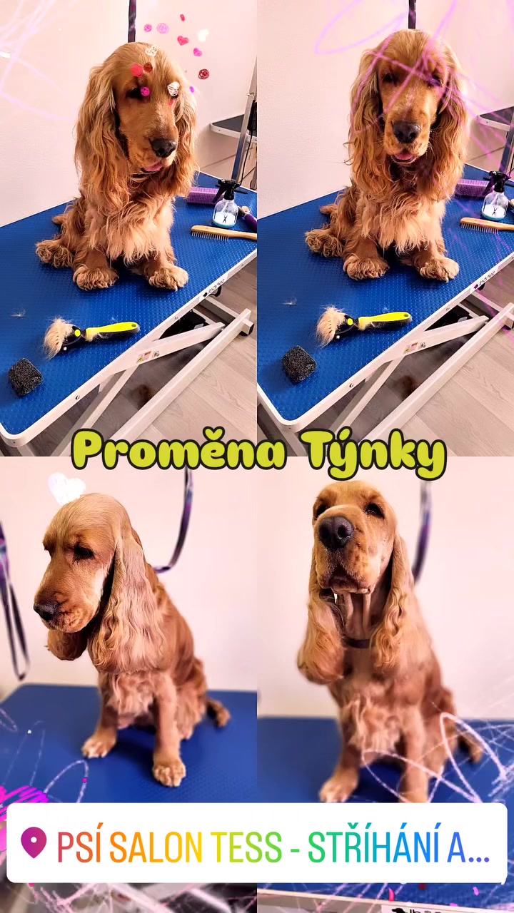 Psí salon Tess foto 2 (náhled videa)
