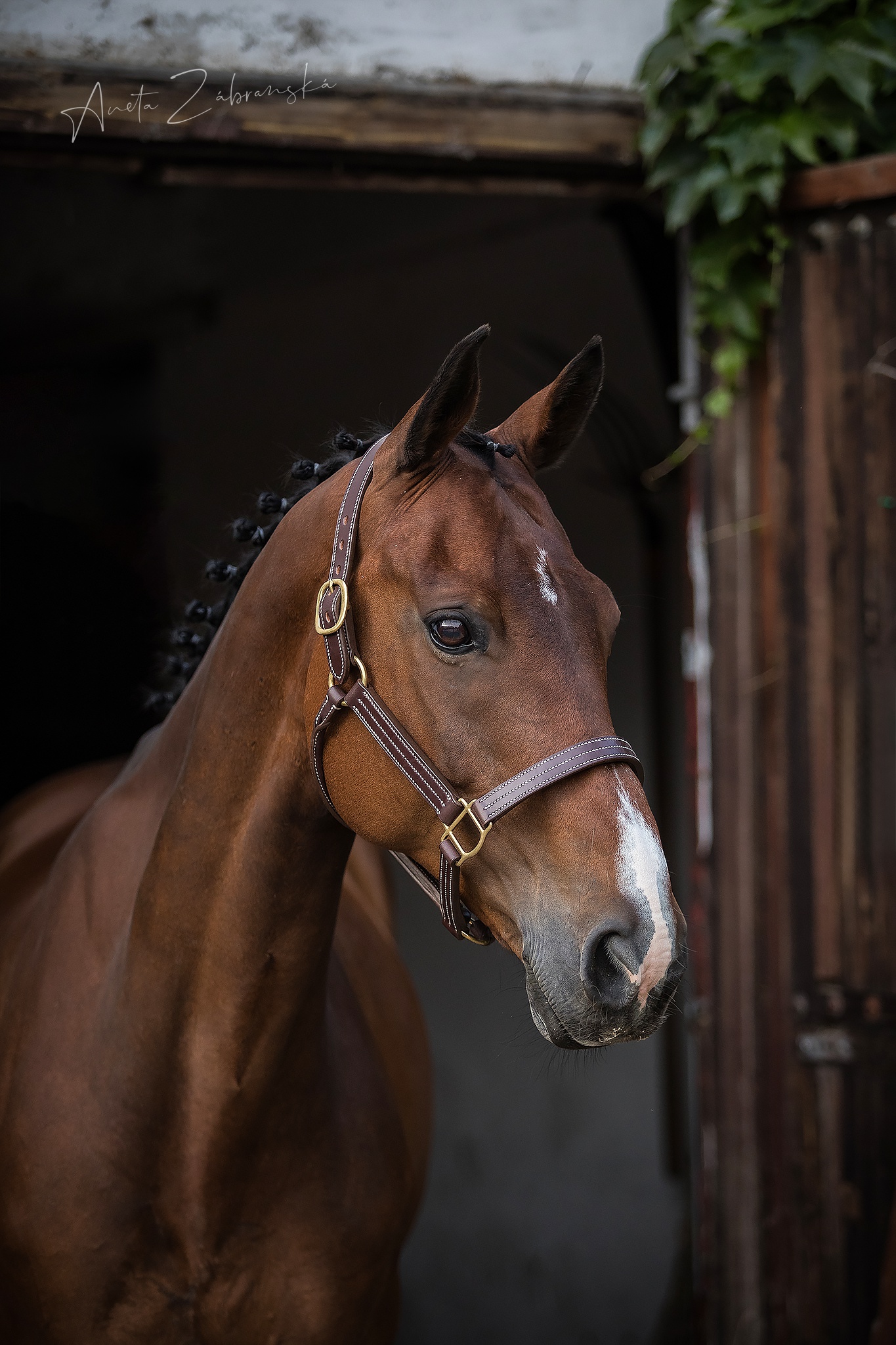 Silver Sun Saddlery - zakázkové sedlářství foto 4