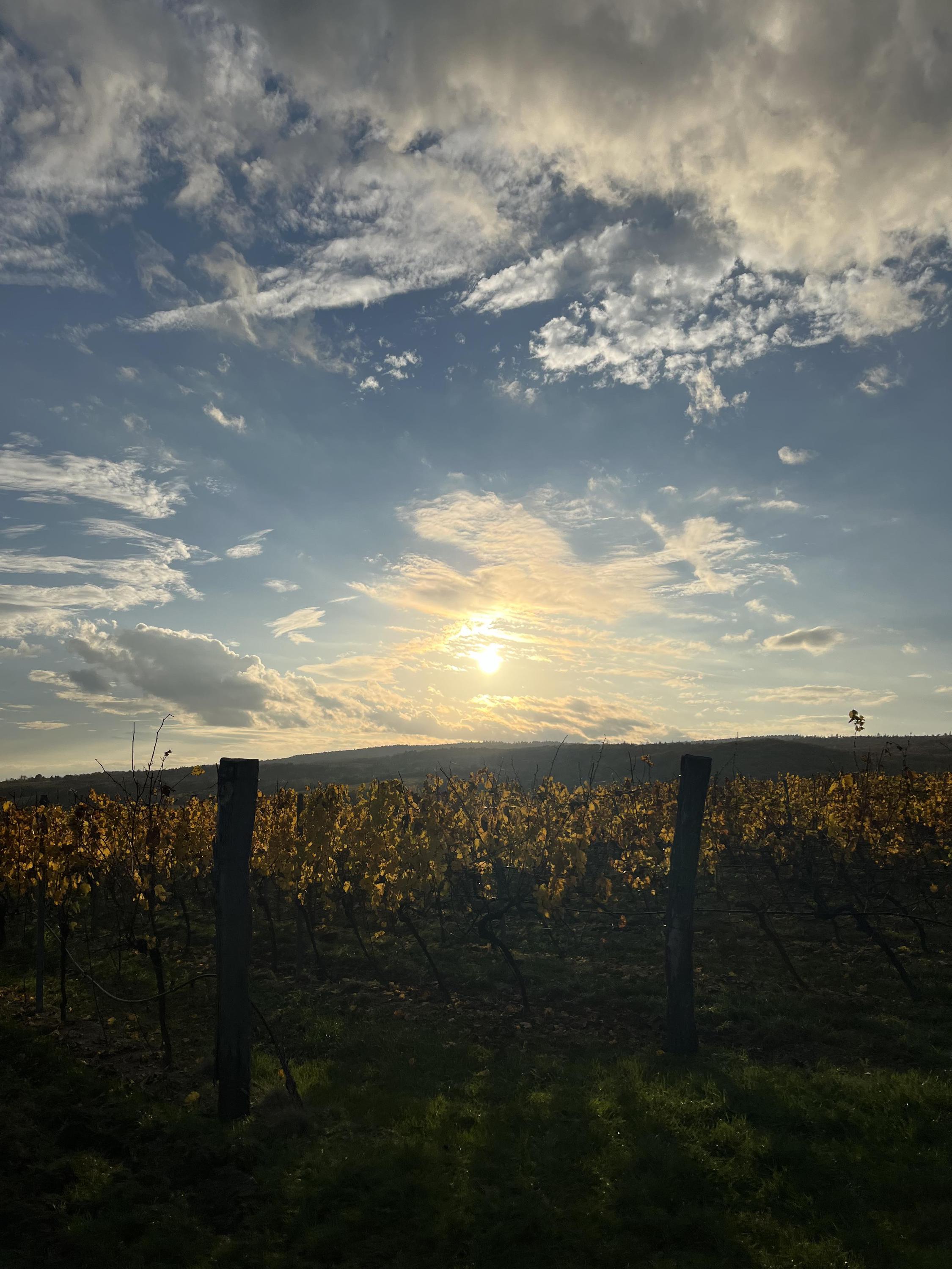 Vinařství VINICE-HNANICE foto 4