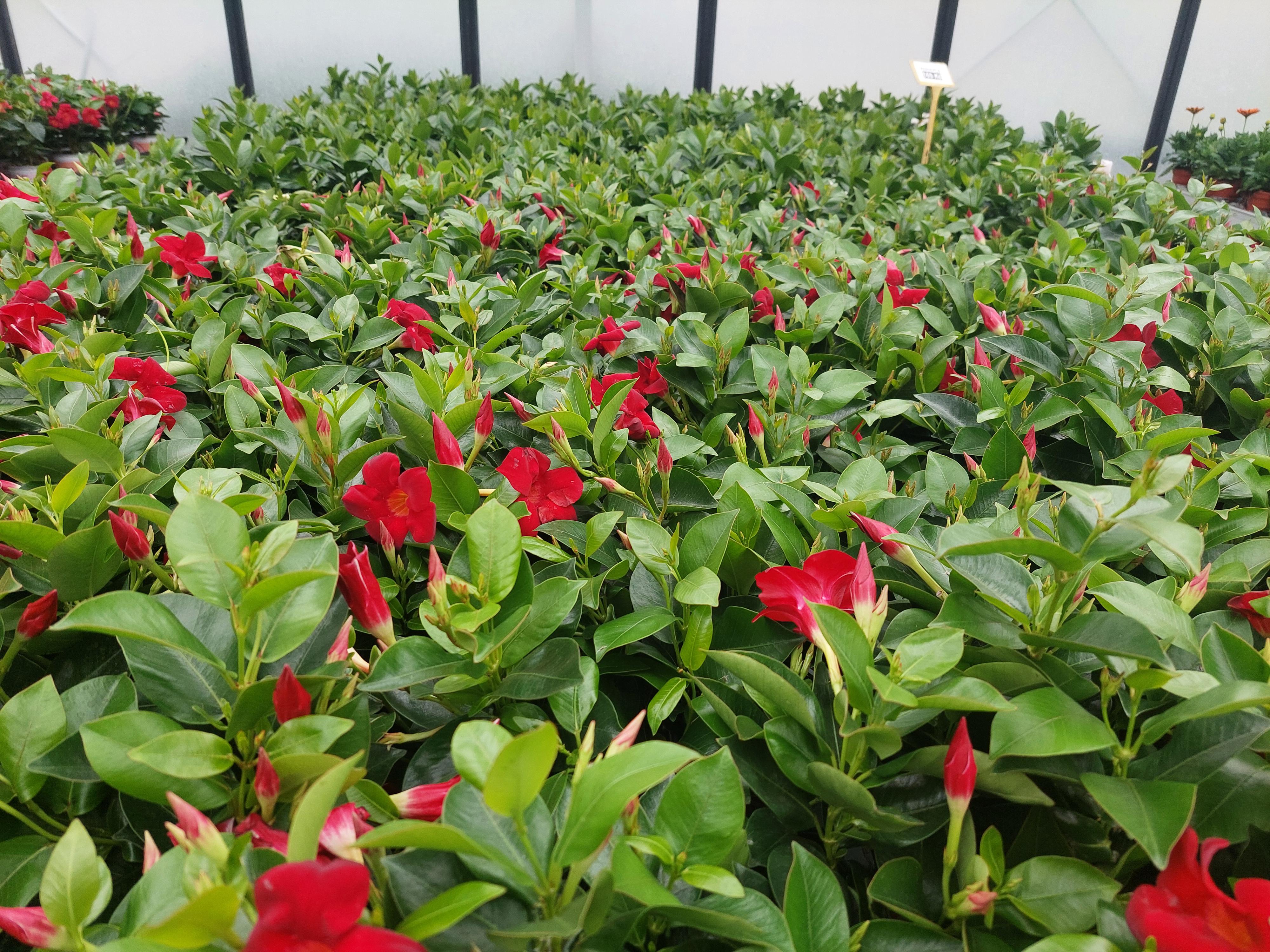 Zahradnictví Erica foto 6