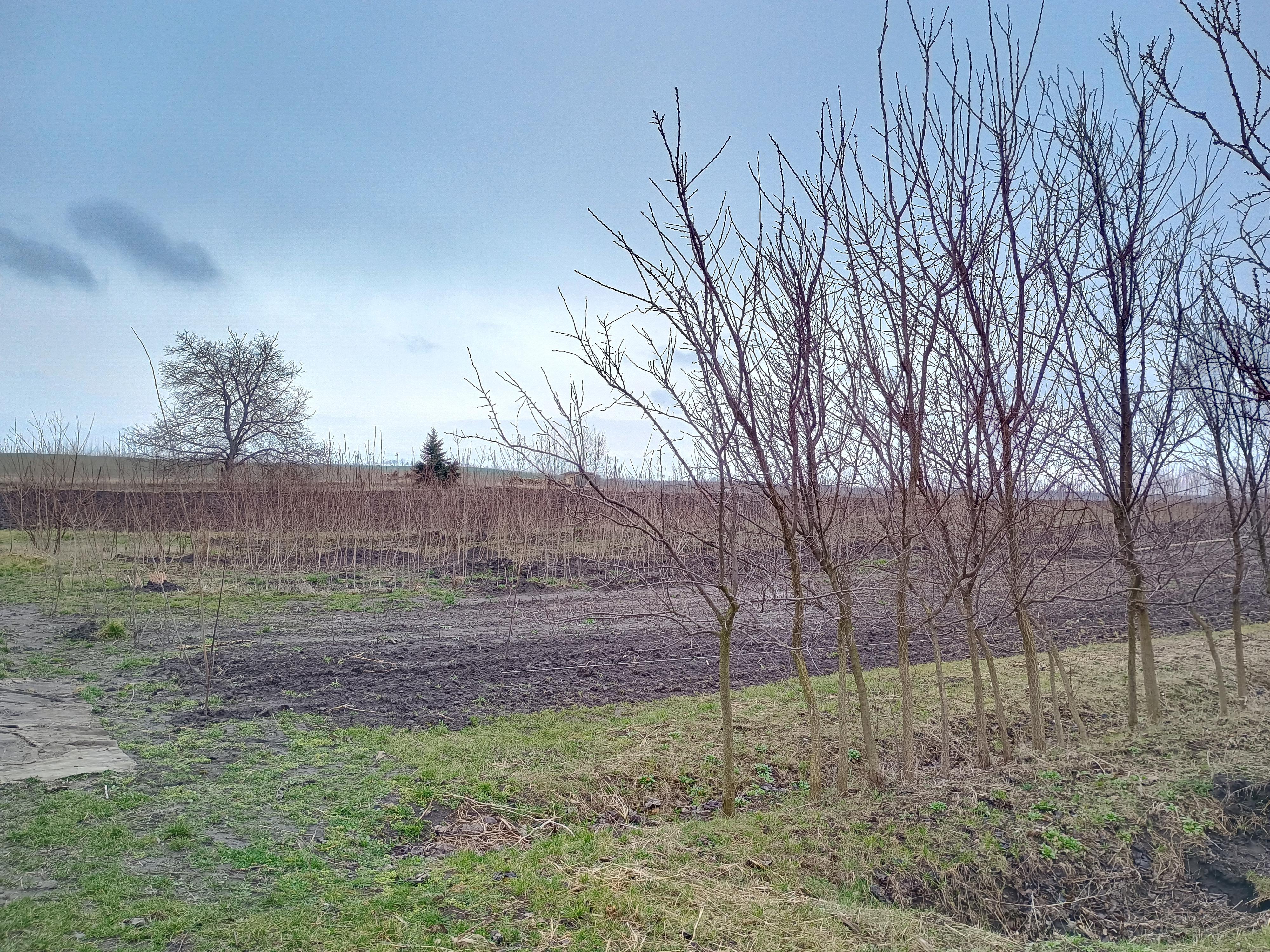 Ovocná školka - Ing. Jan Novák foto 4