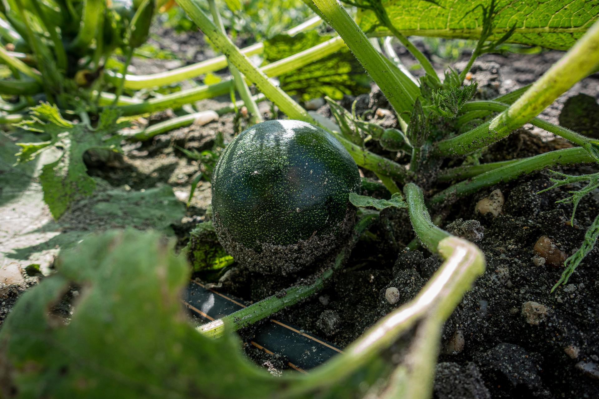 Odbytové družstvo Polabí foto 3