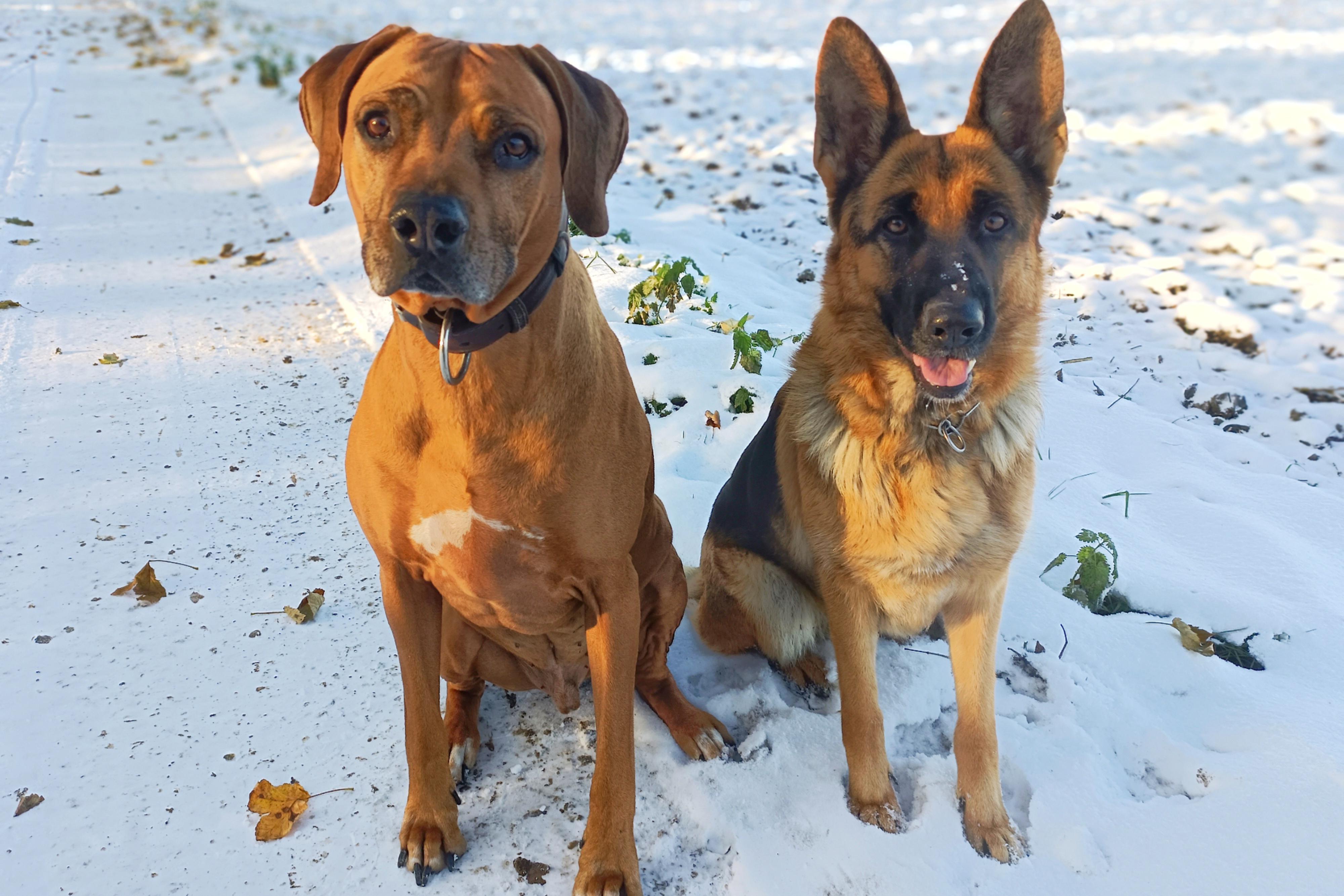 Výcvik psů z Beskydských hor