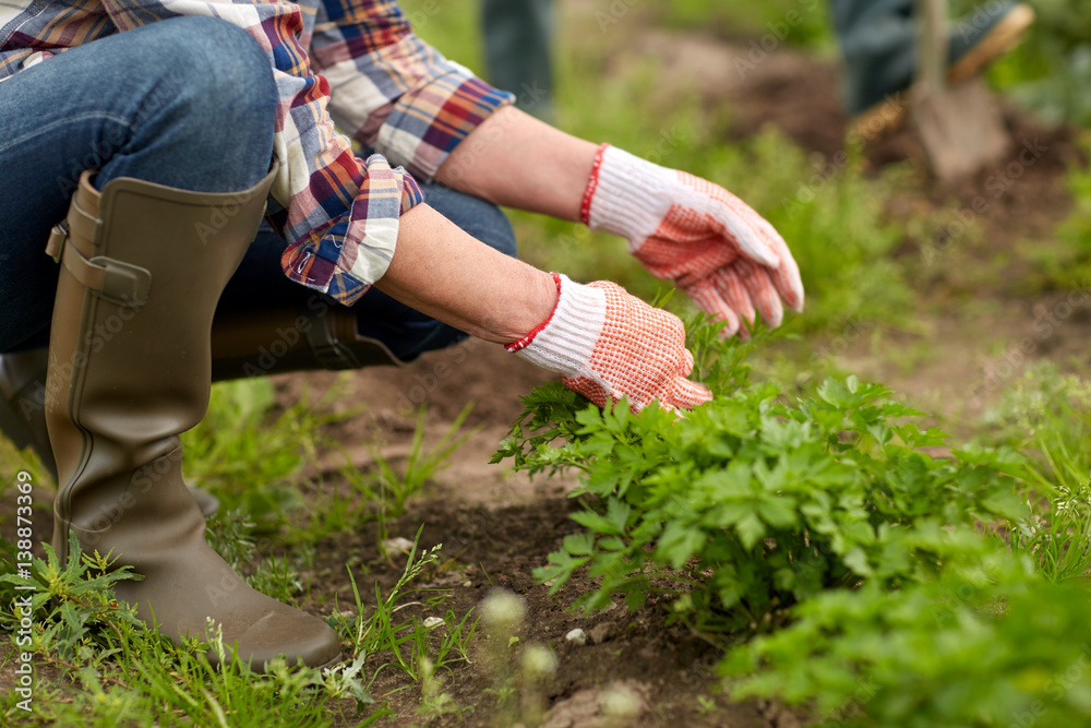 Permakulturní zahrada u Bouzova foto 3