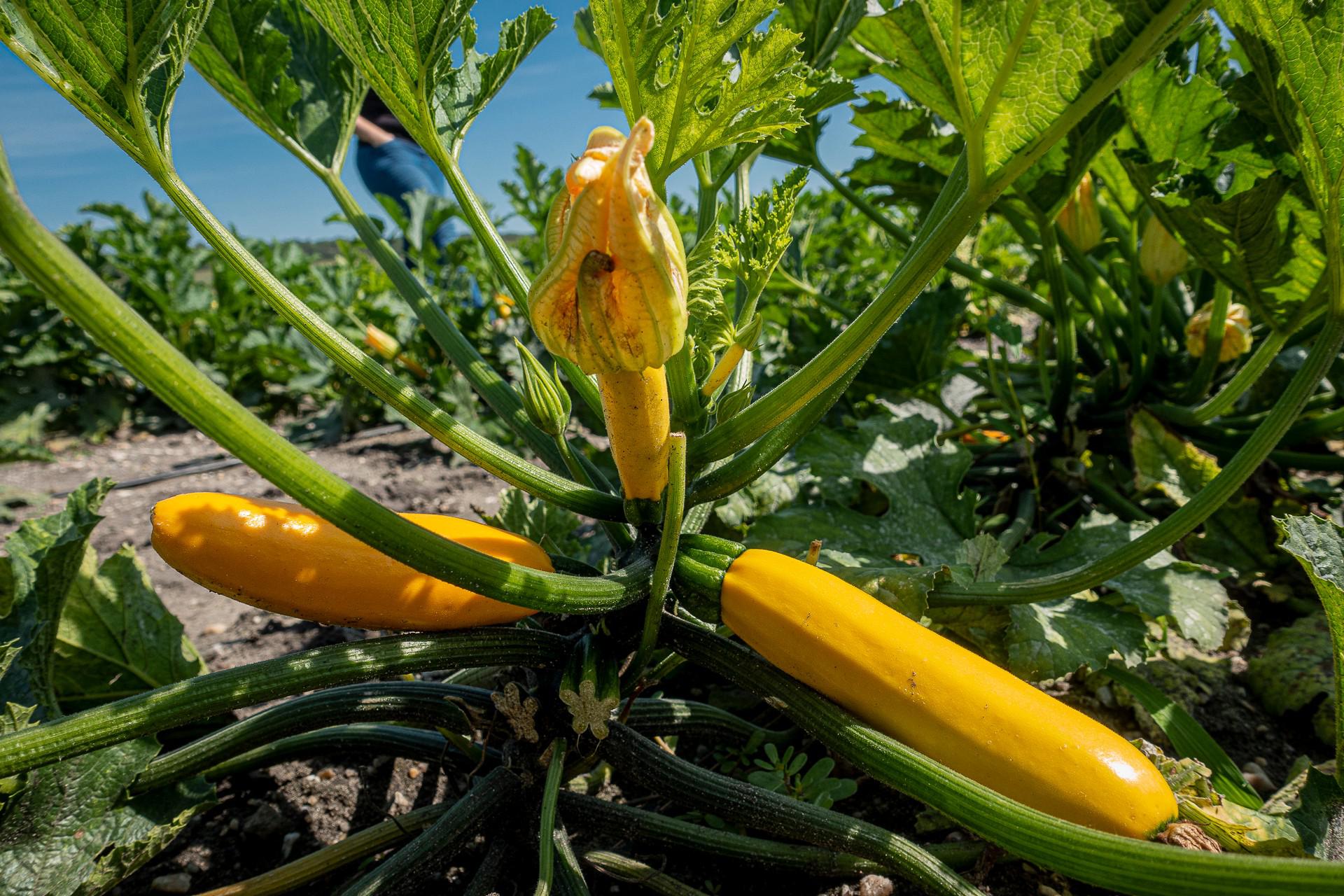 Odbytové družstvo Polabí foto 2