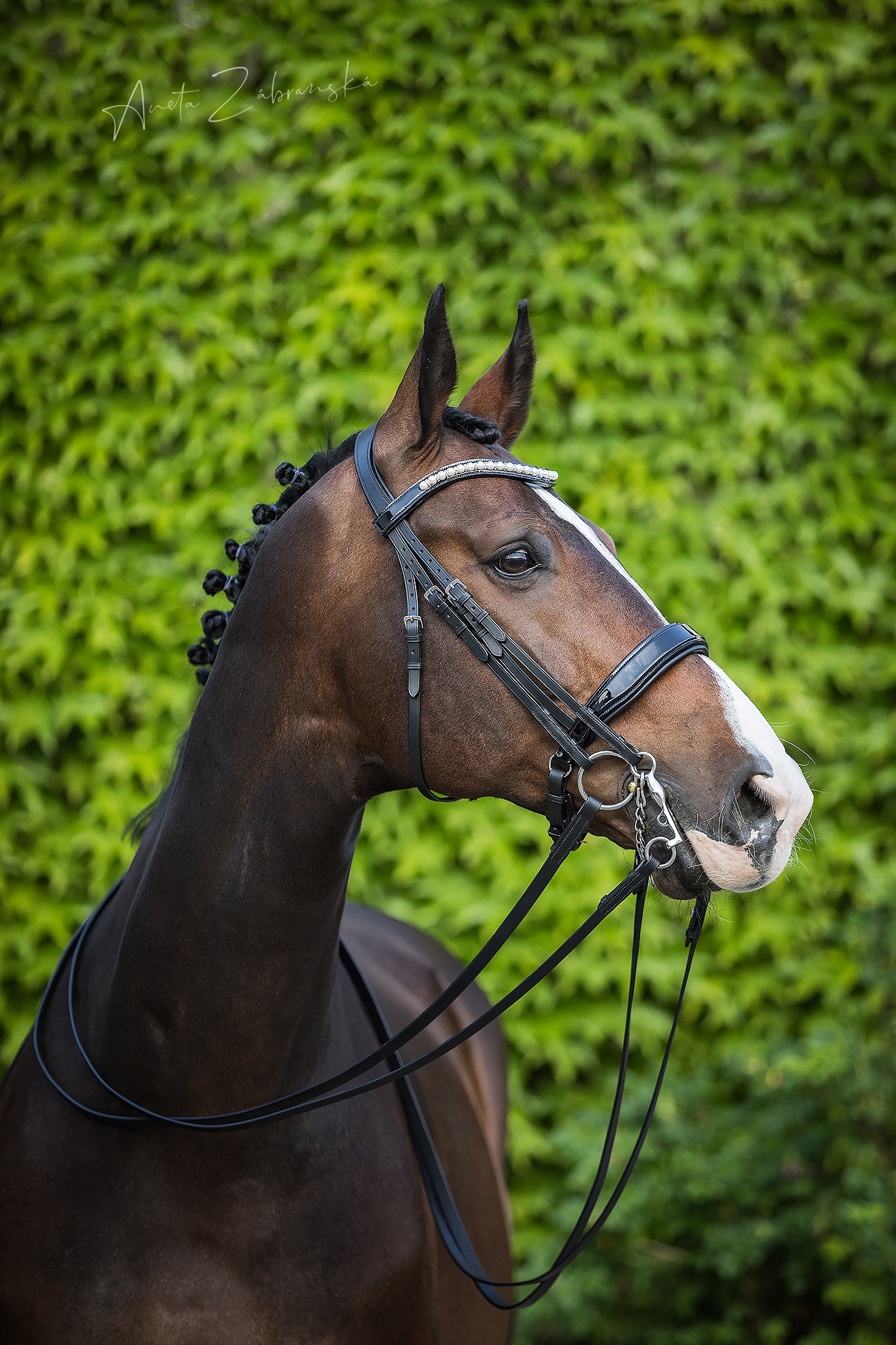 Silver Sun Saddlery - zakázkové sedlářství foto 6