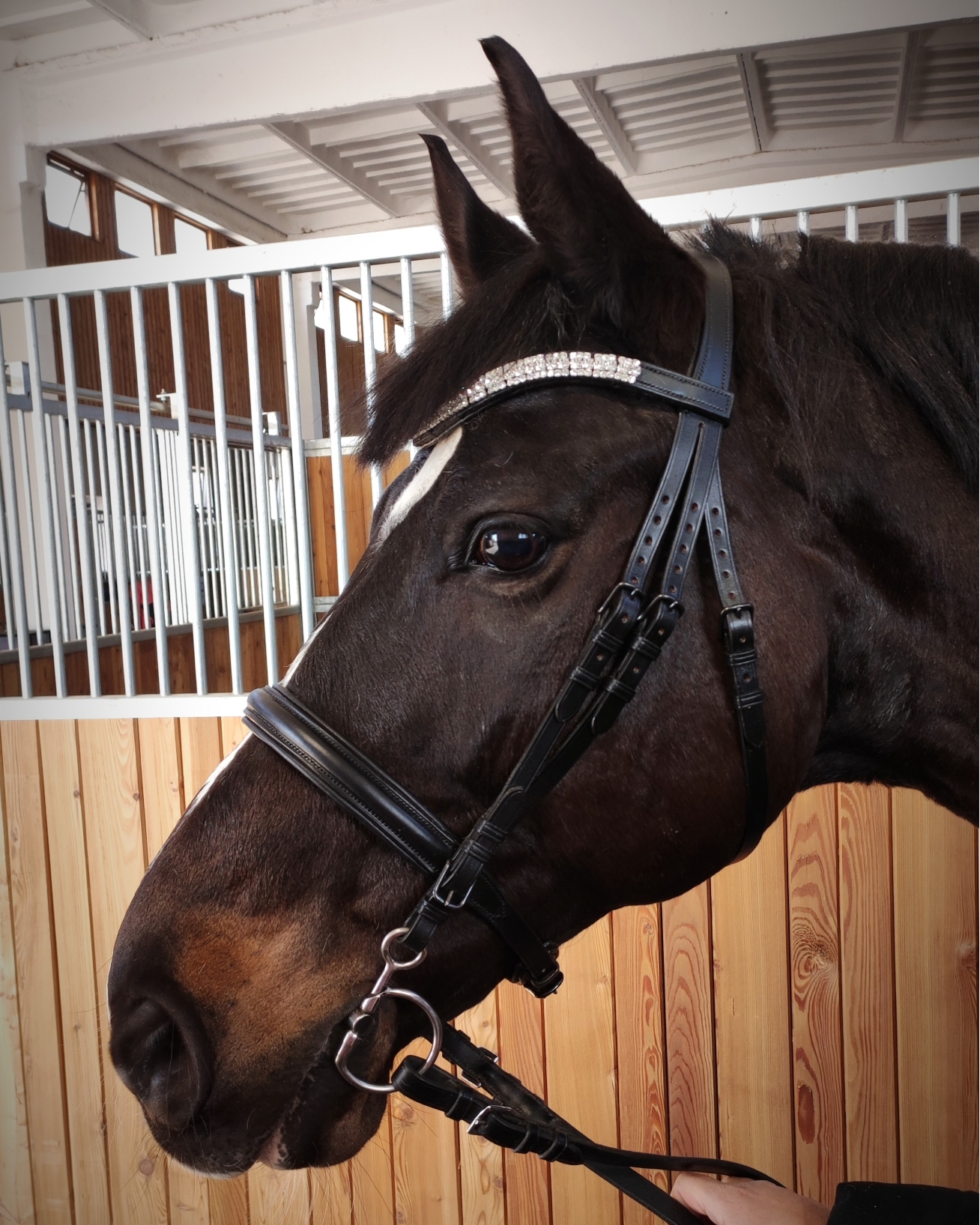 Silver Sun Saddlery - zakázkové sedlářství foto 4