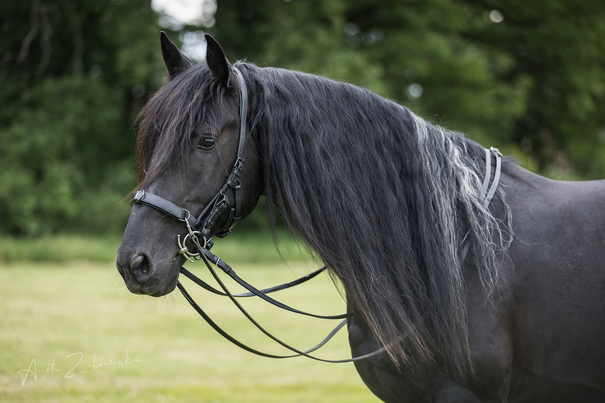 Silver Sun Saddlery - zakázkové sedlářství foto 3