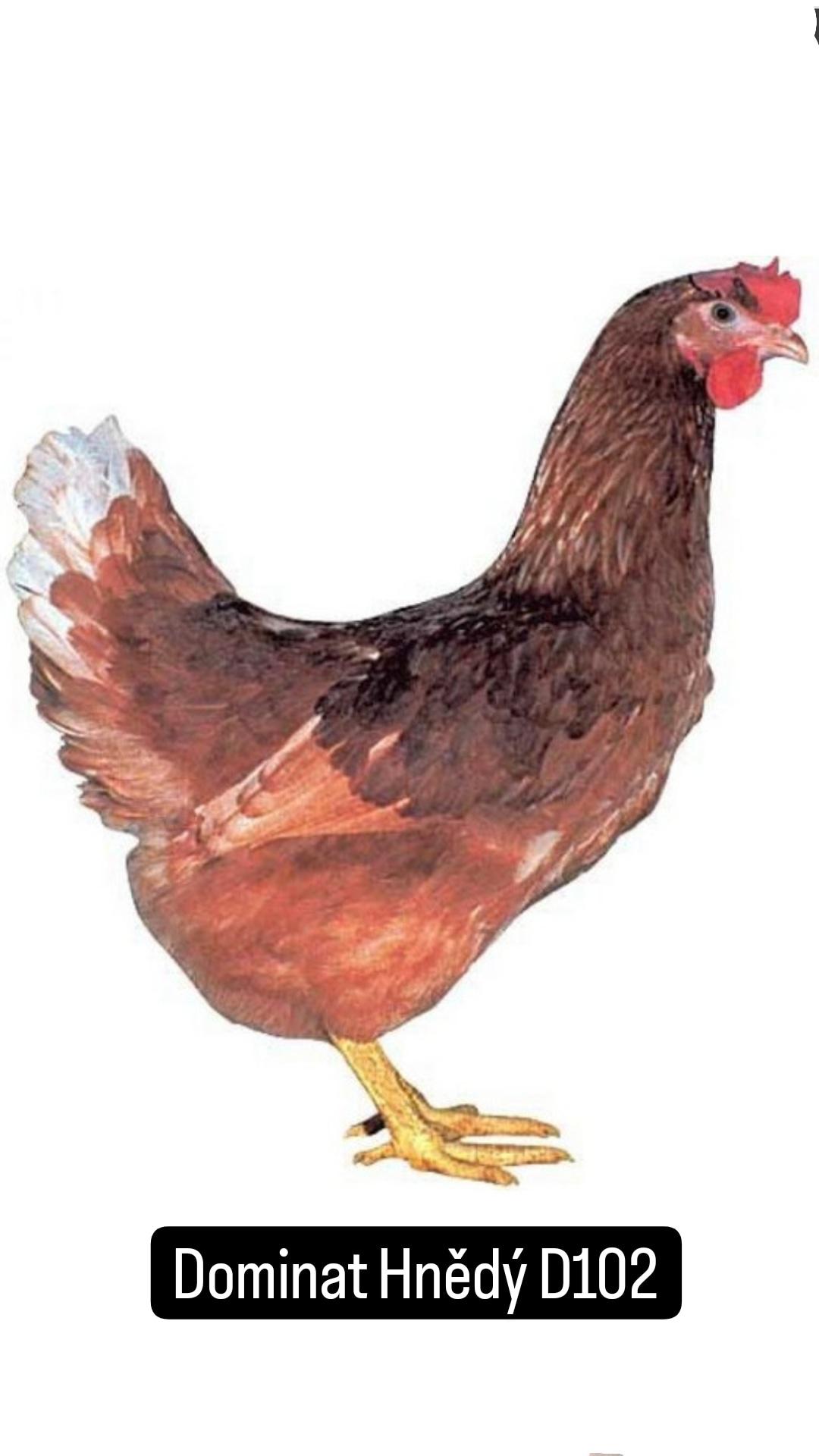 Odchov a prodej drůbeže - Miroslav Pech foto 6