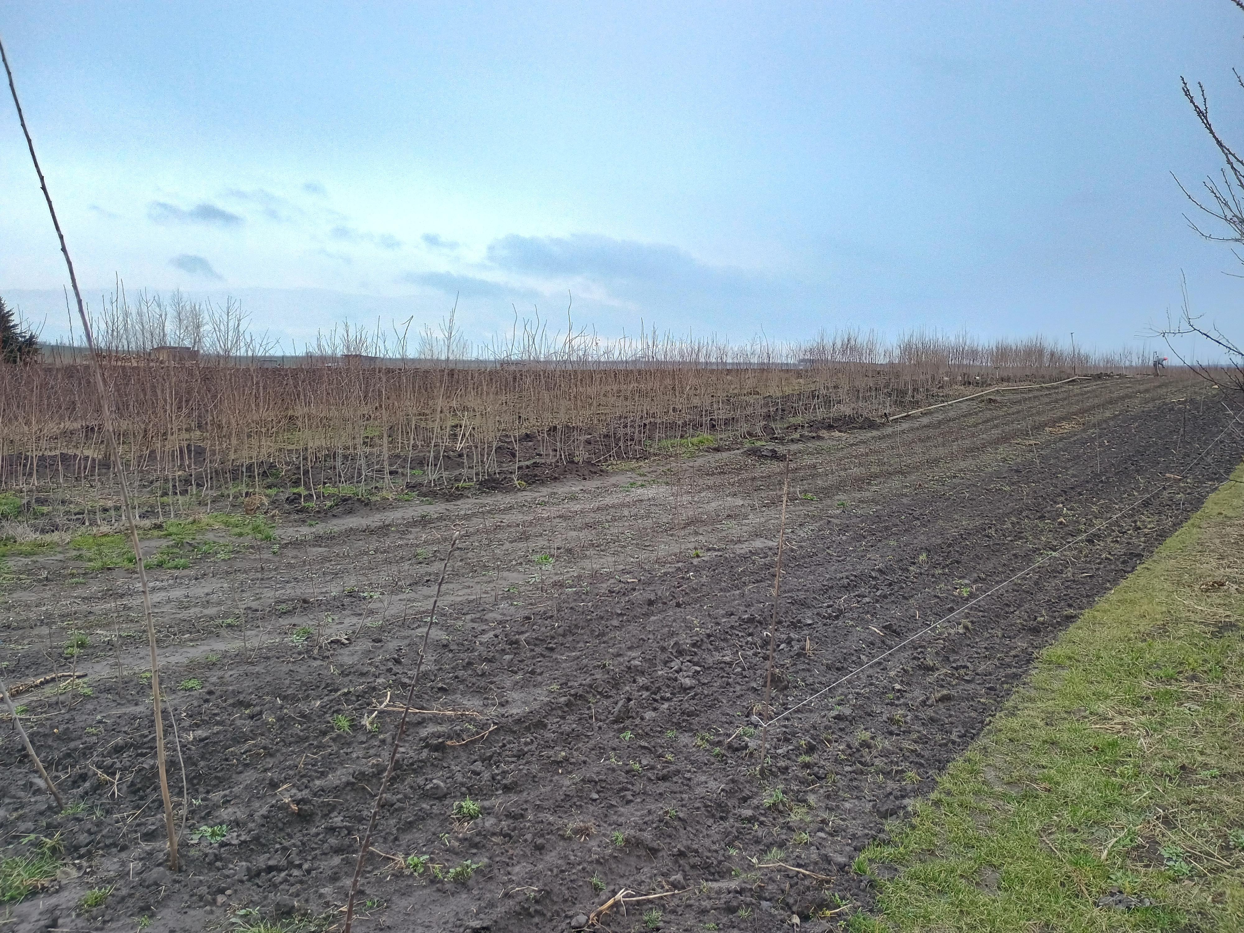 Ovocná školka - Ing. Jan Novák foto 2