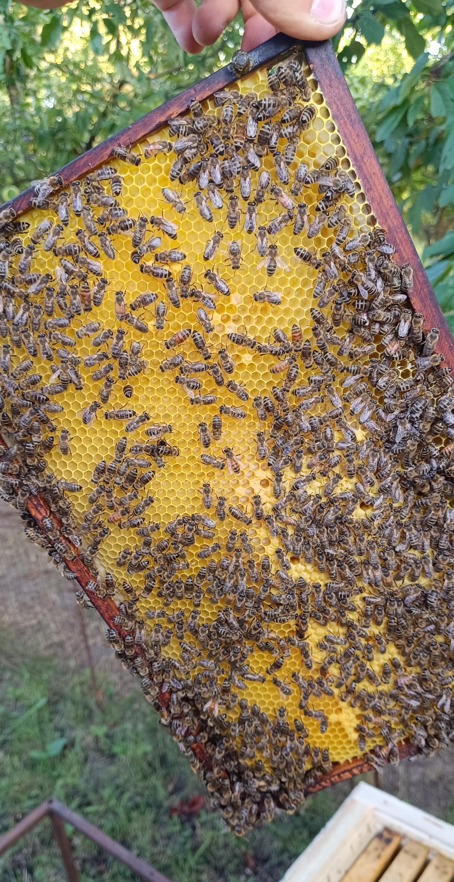 Med od Jedličků foto 3