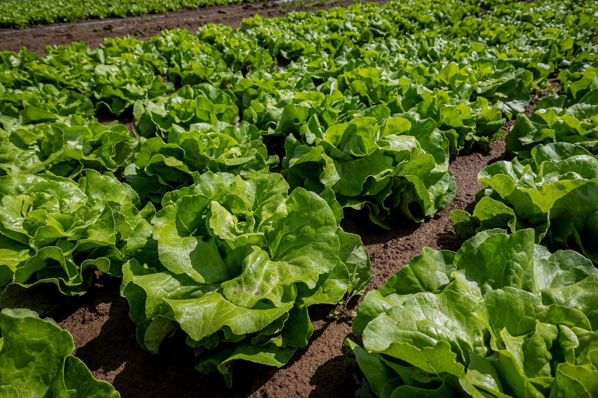 Odbytové družstvo Polabí foto 4