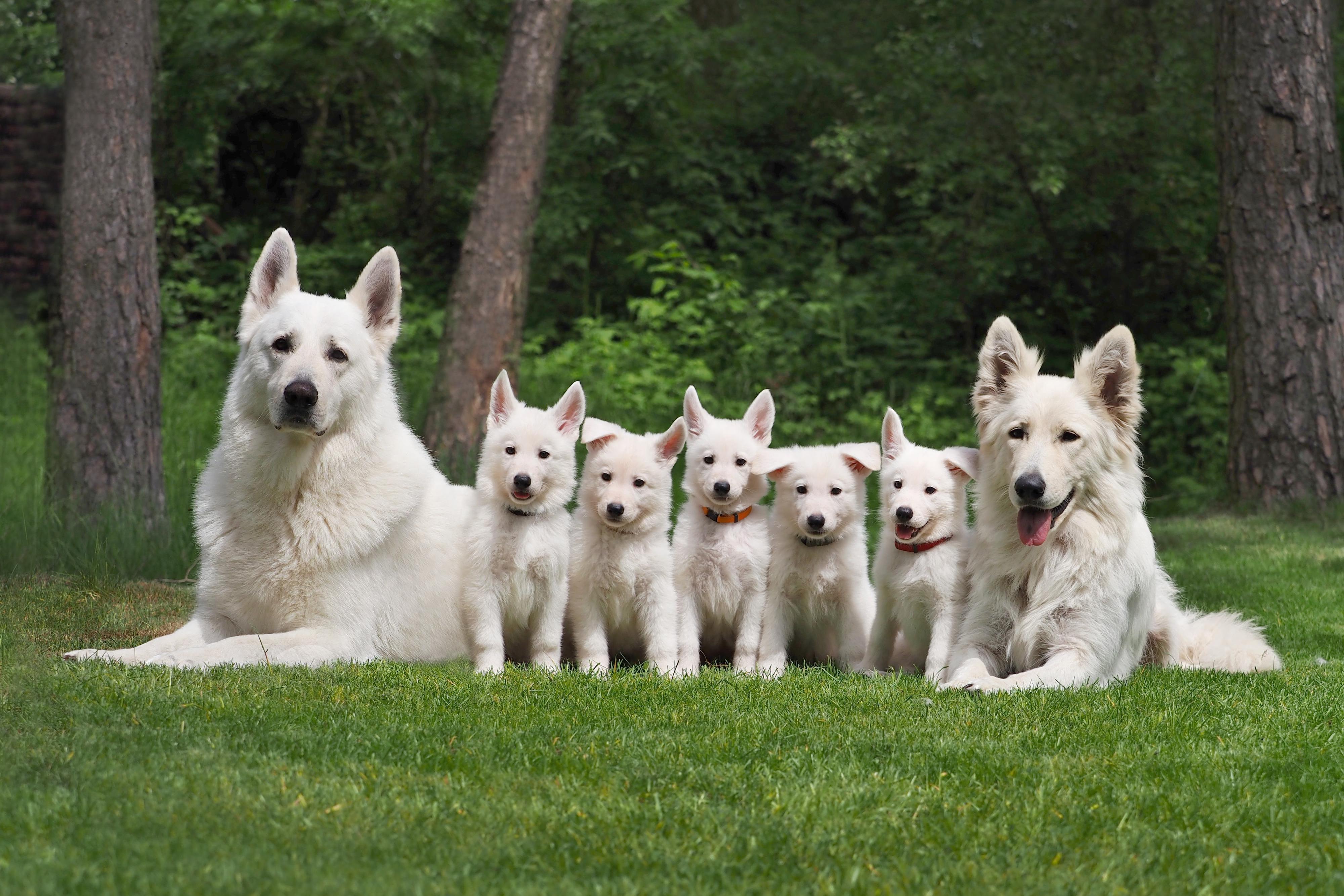 Chovatelská stanice NIKTEL