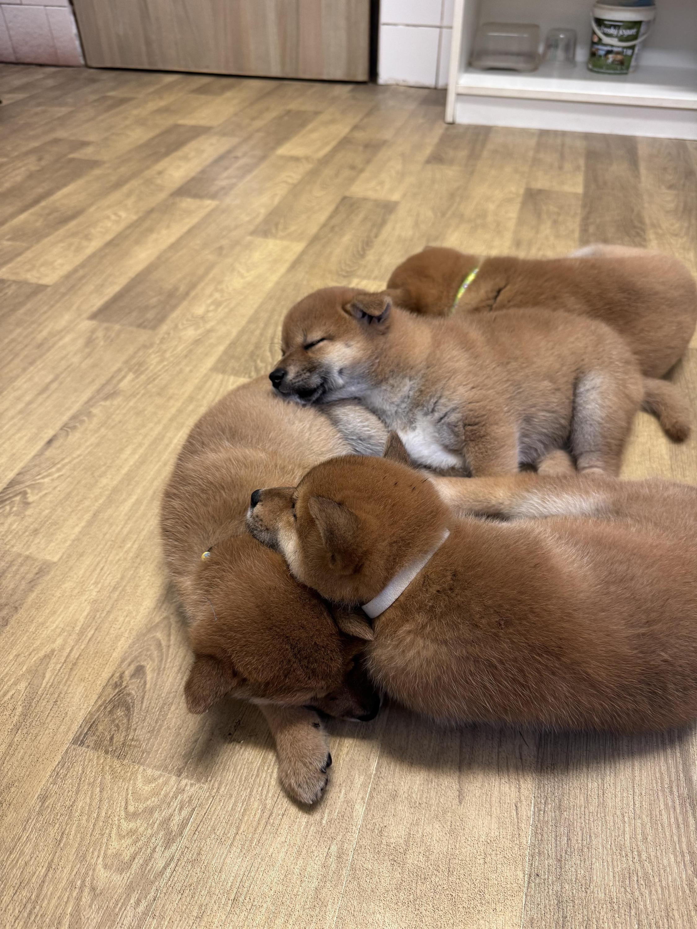 Veterinární ordinace Pod Mostnou horou foto 3