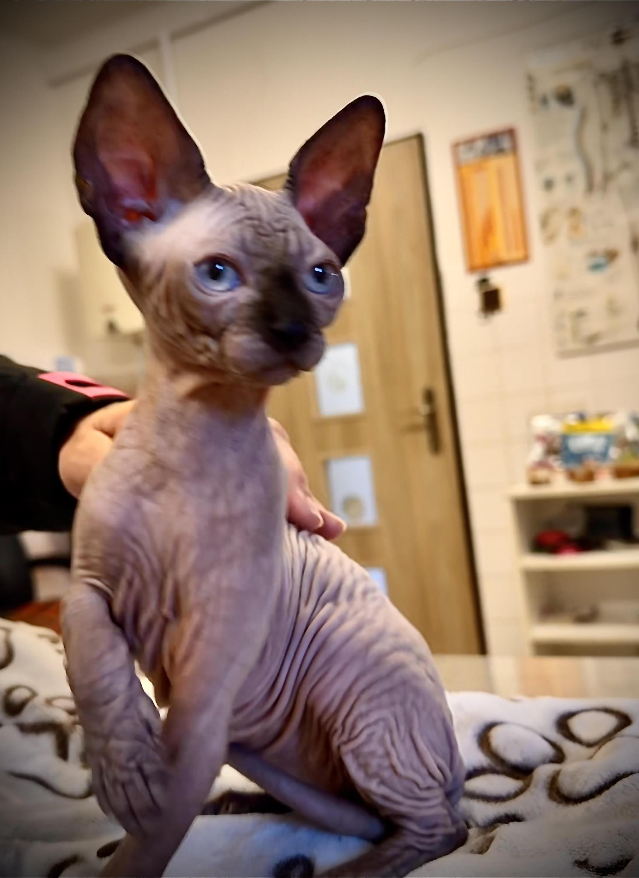 Veterinární ordinace Pod Mostnou horou foto 6