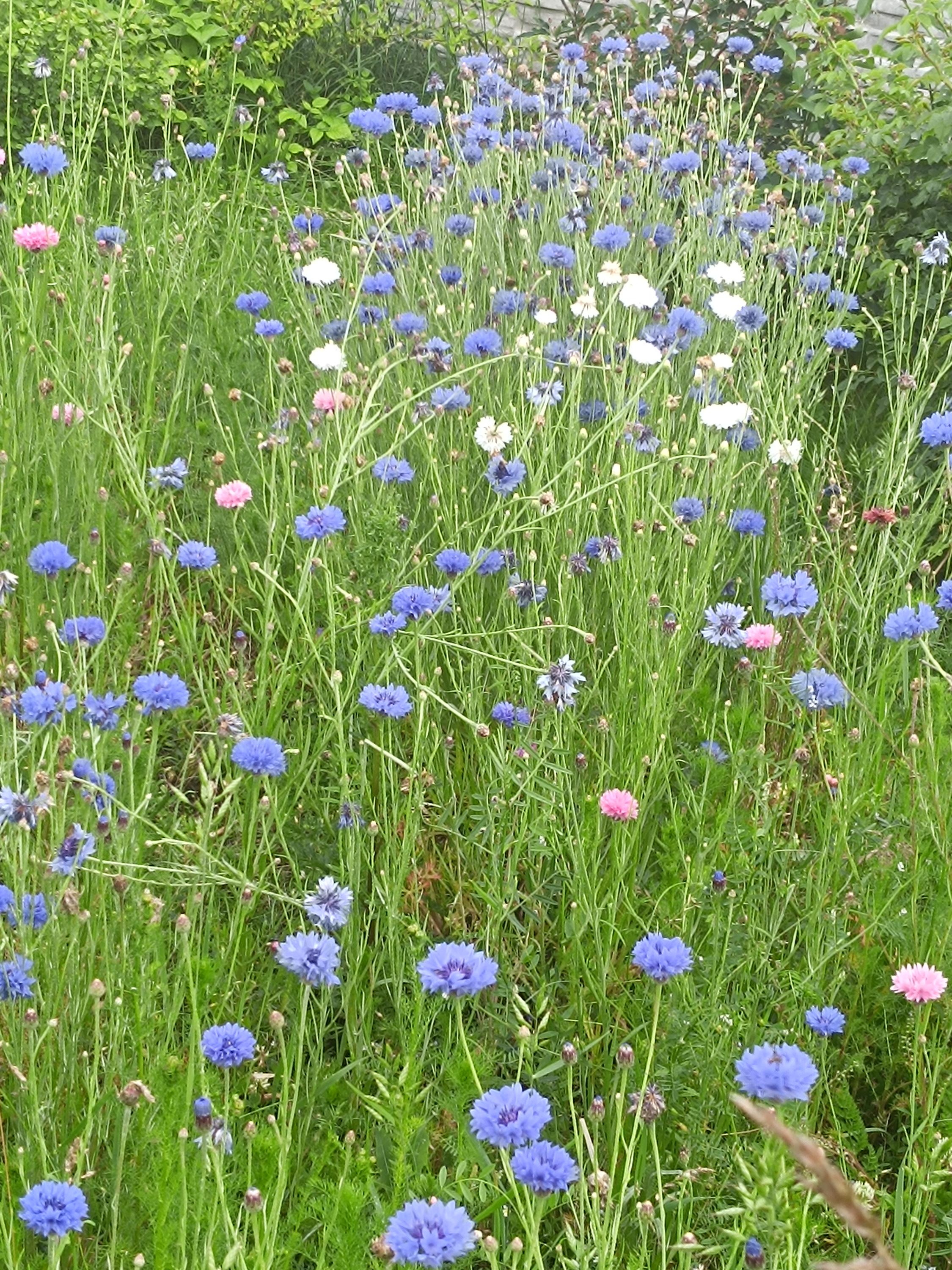 Zahrada pro radost - Květa Balgová foto 4