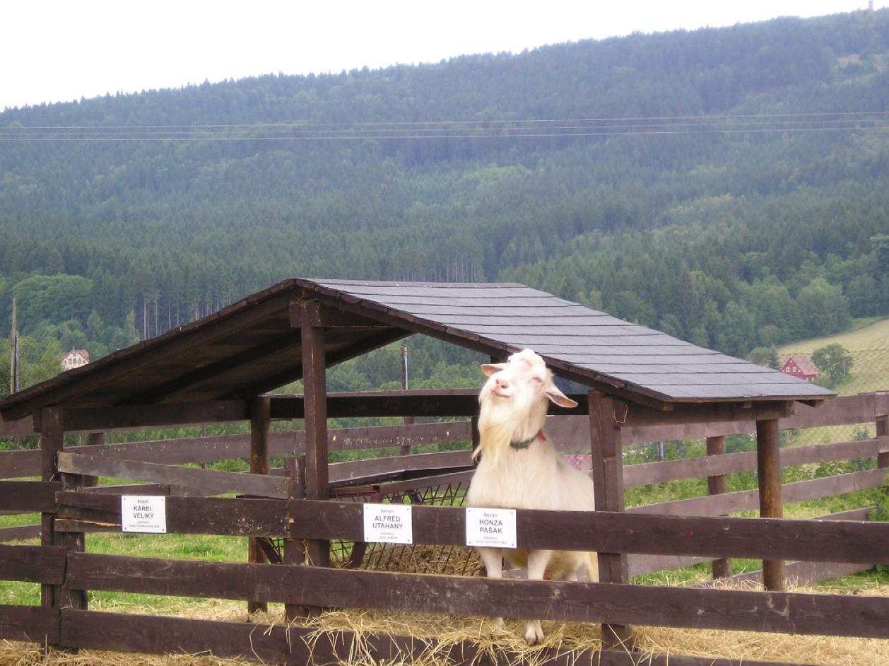 Kozí farma Pěnčín foto 3