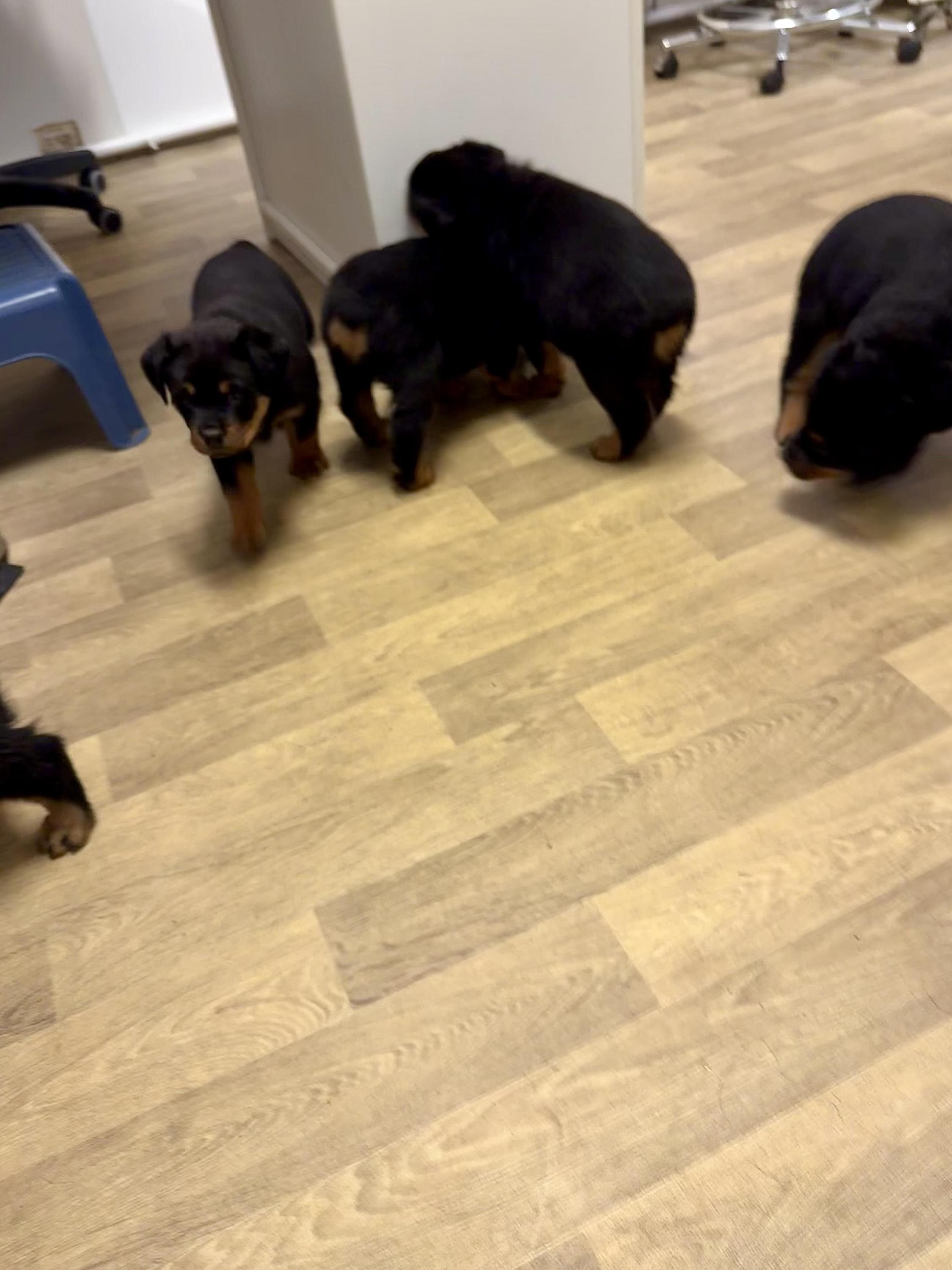 Veterinární ordinace Pod Mostnou horou foto 6