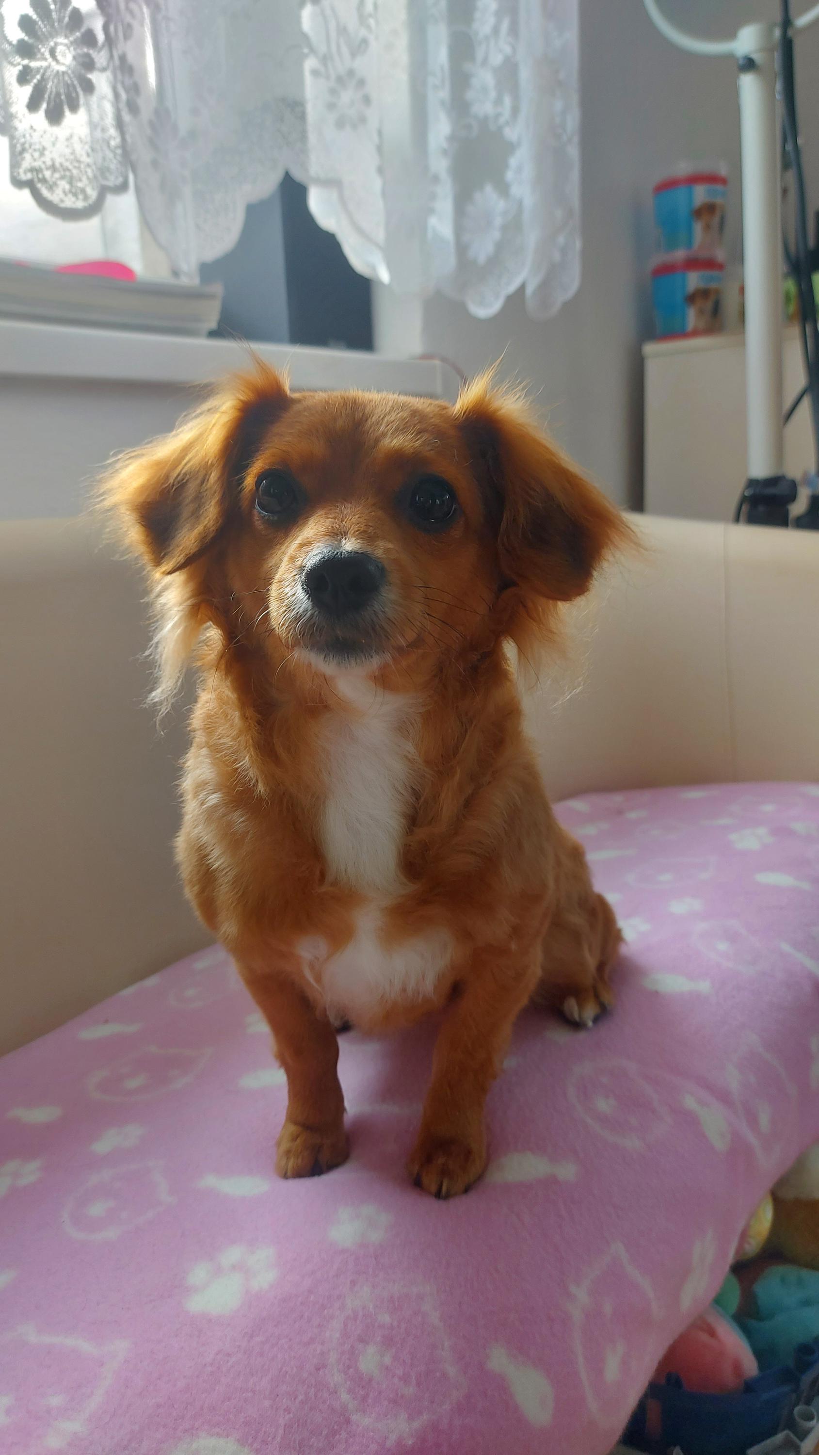 Psí salon na Svatém Kopečku foto 2