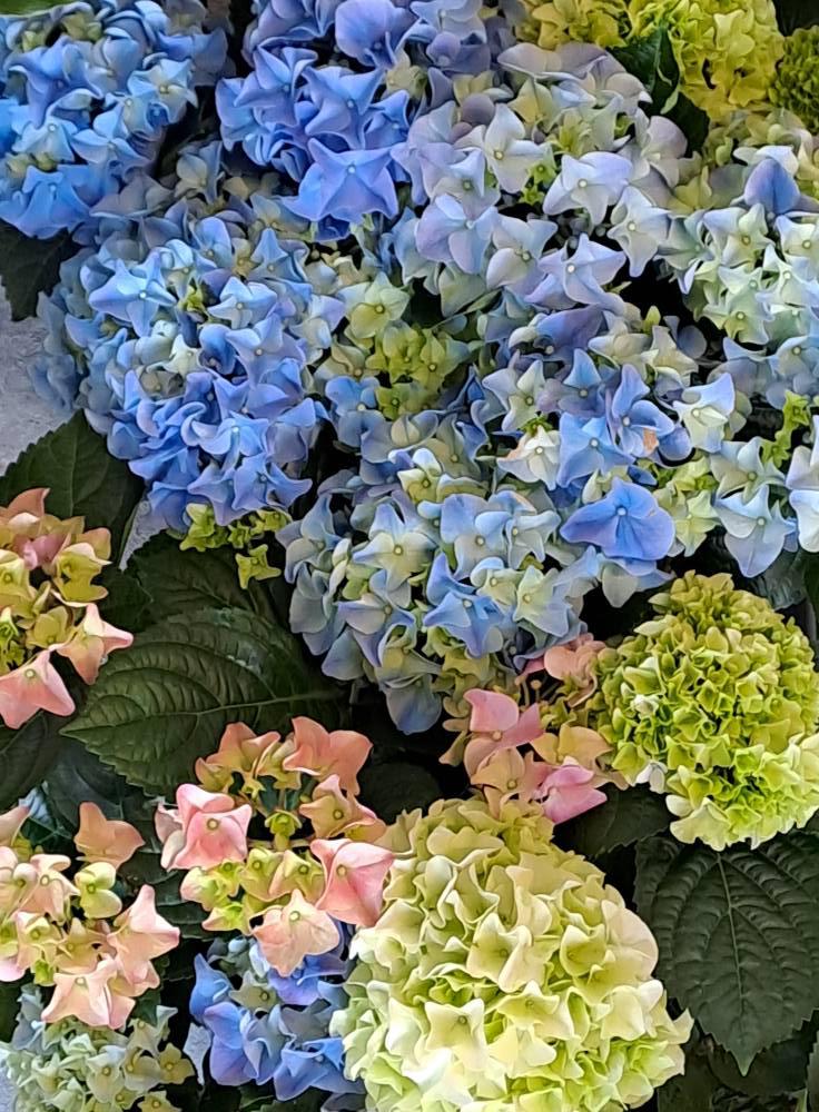 Květinářství Rozmarýna foto 4